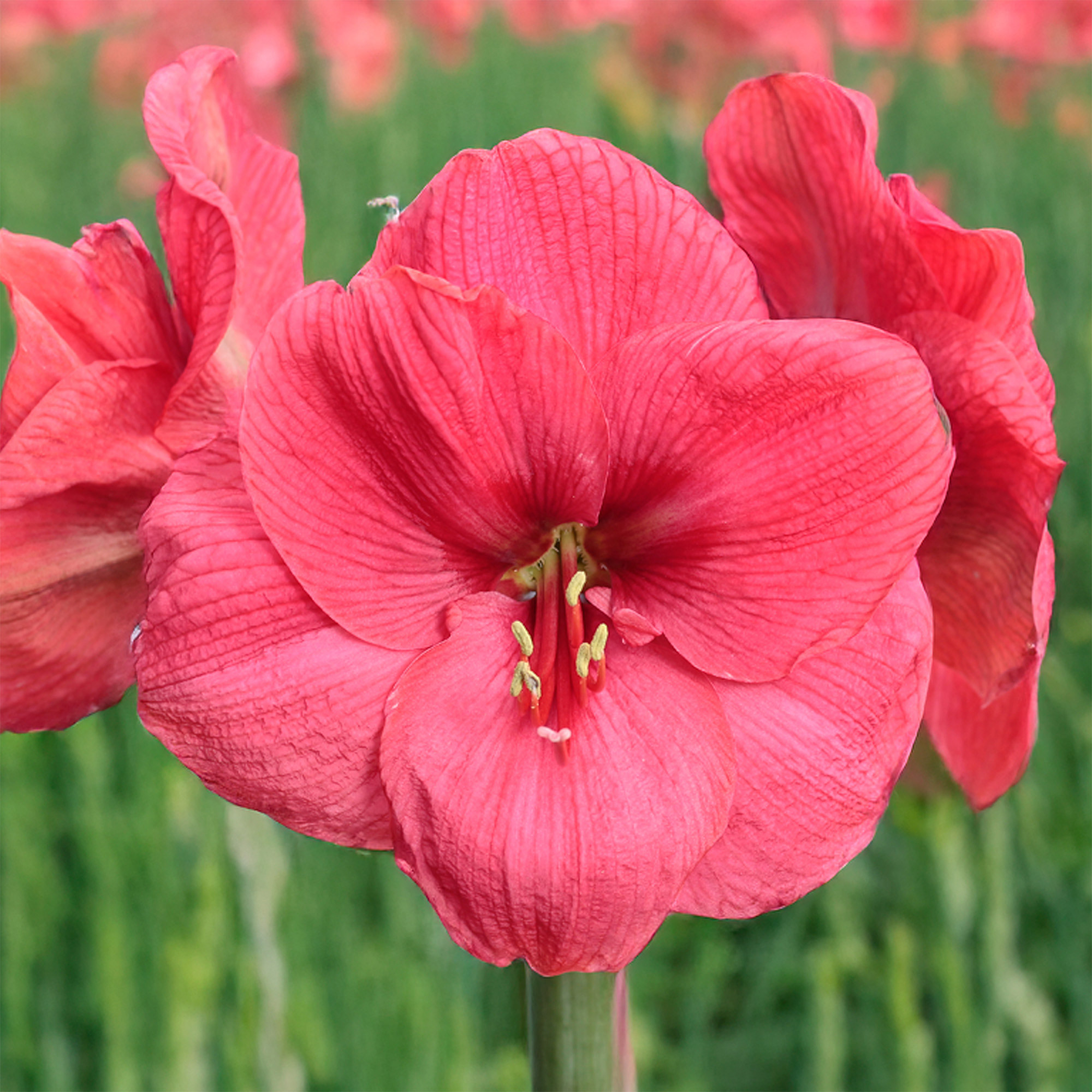 Longfield Gardens Pink Amaryllis  4-bulbs
