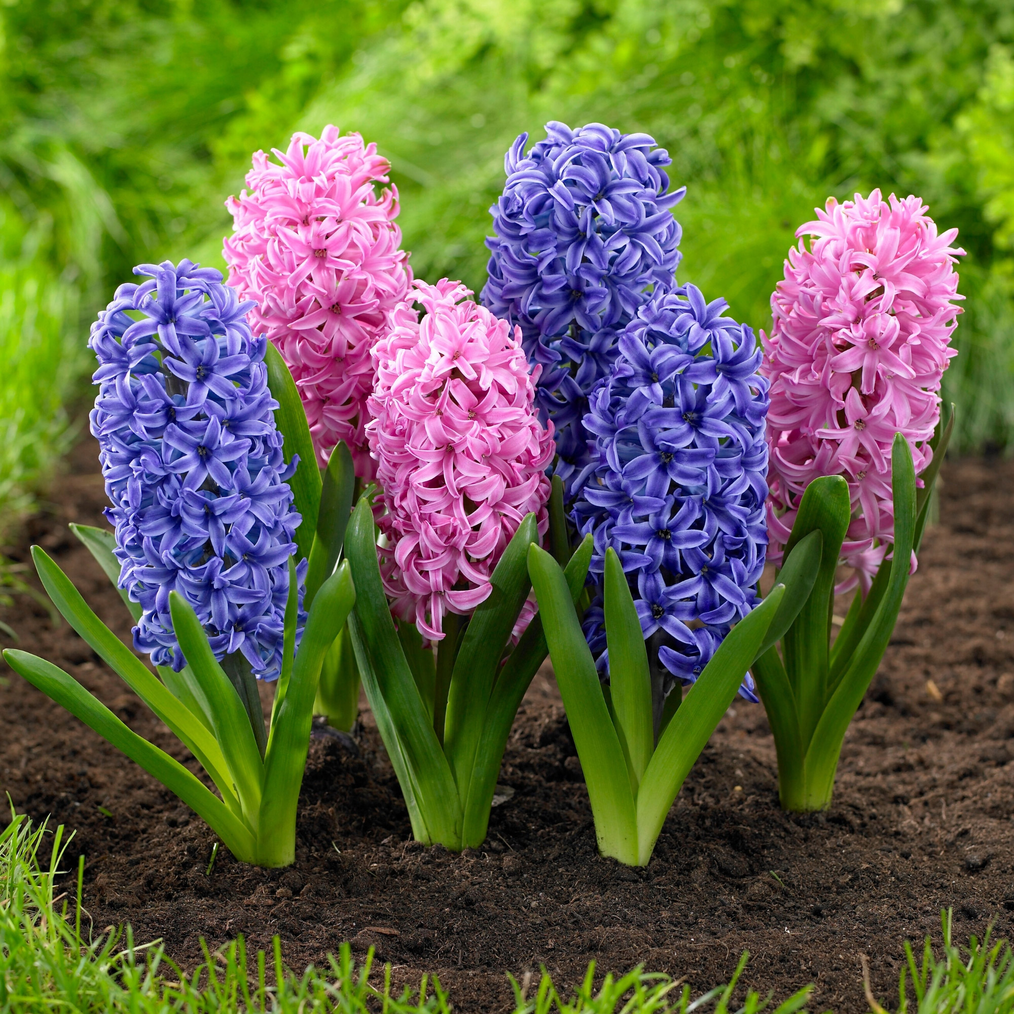 Enlarge Product Preview 5