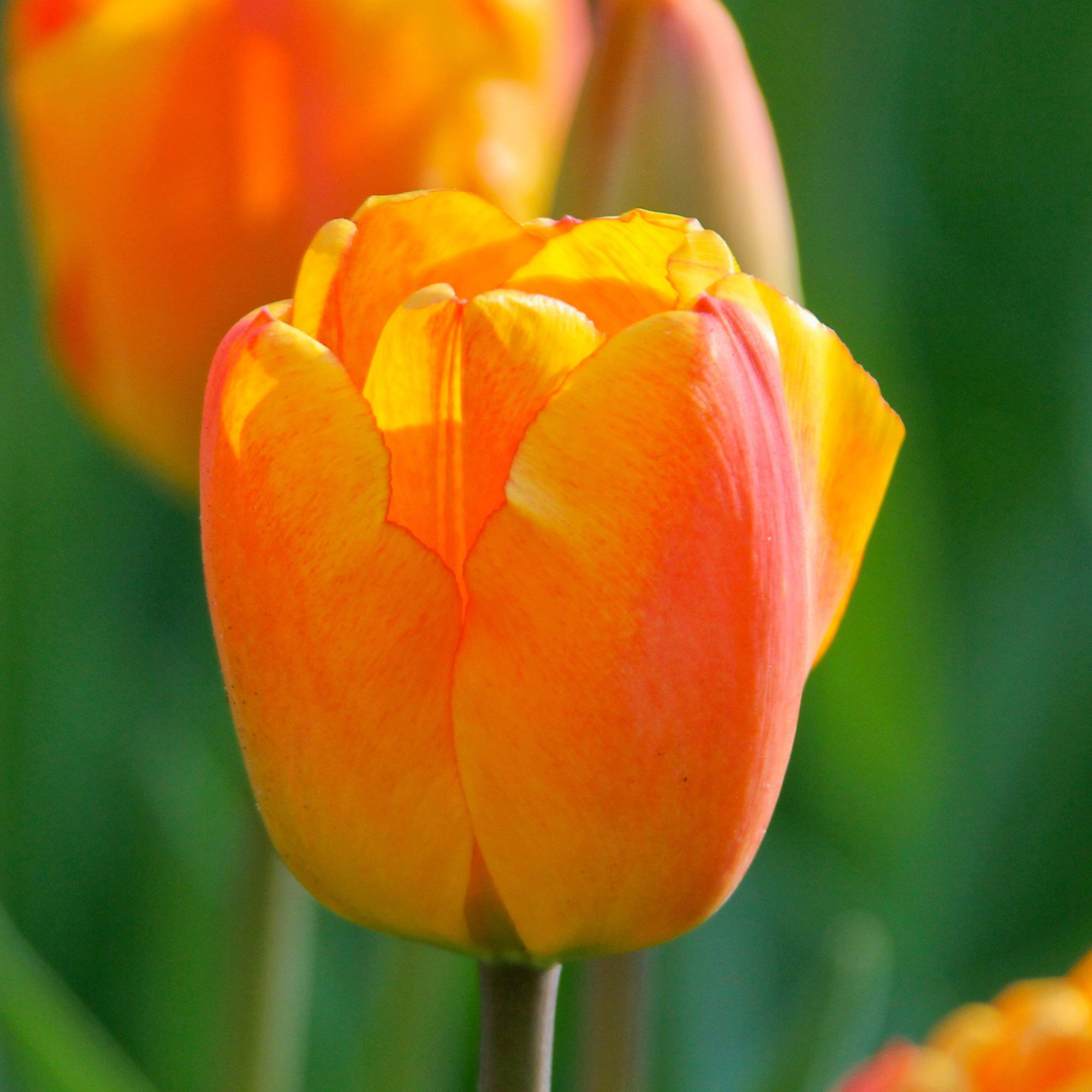 Enlarge Product Preview 4