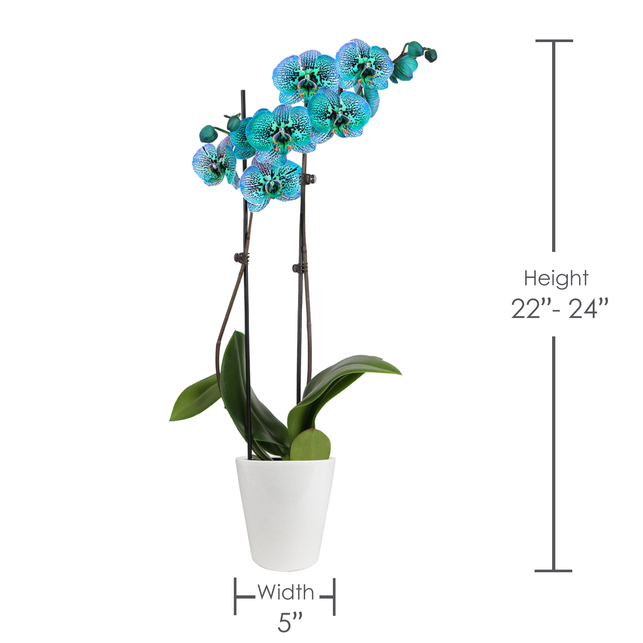 Enlarge Product Preview 3 Successfully Enriched by automation Job.