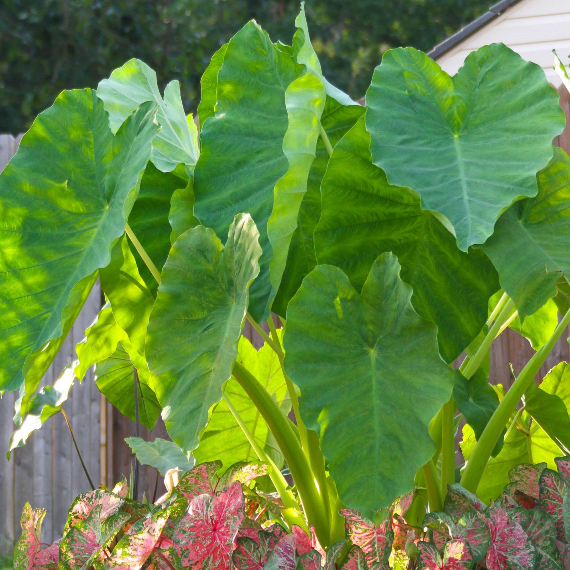 Enlarge Product Preview 4