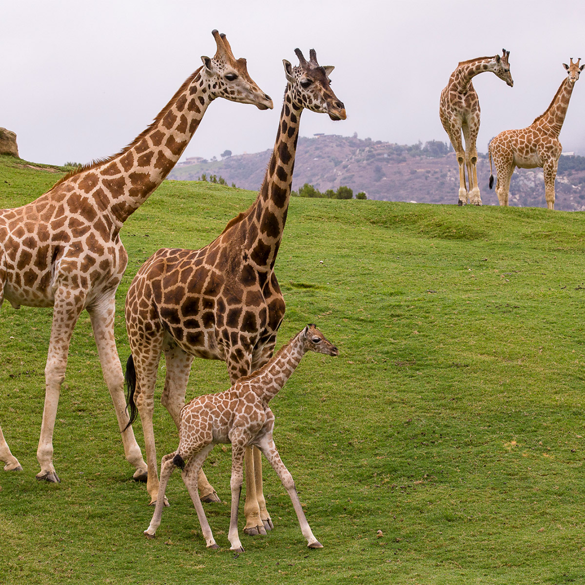 Enlarge Product Preview 4 Successfully Enriched by automation Job.