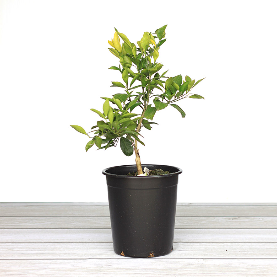 Enlarge Product Preview 2