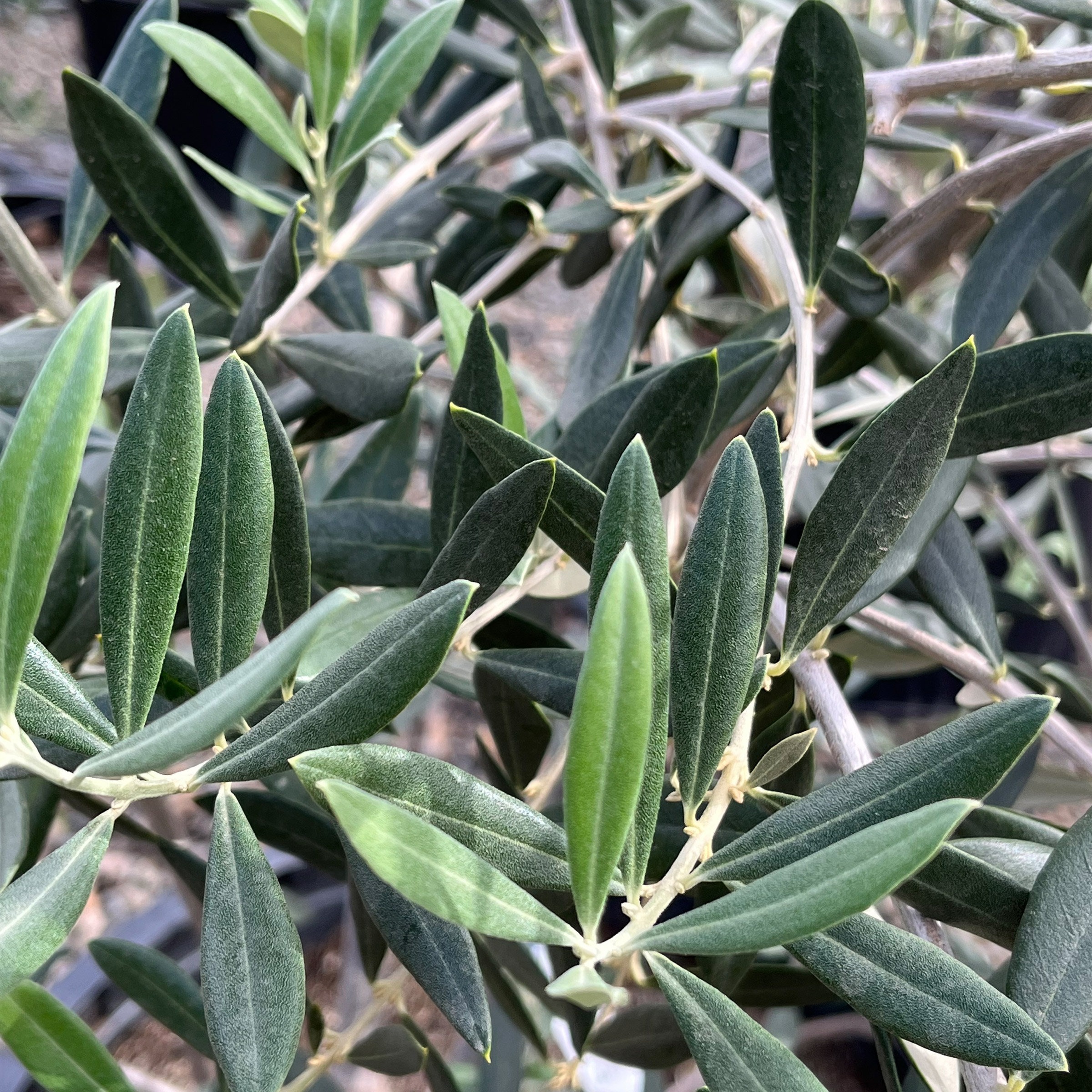 Enlarge Product Preview 3