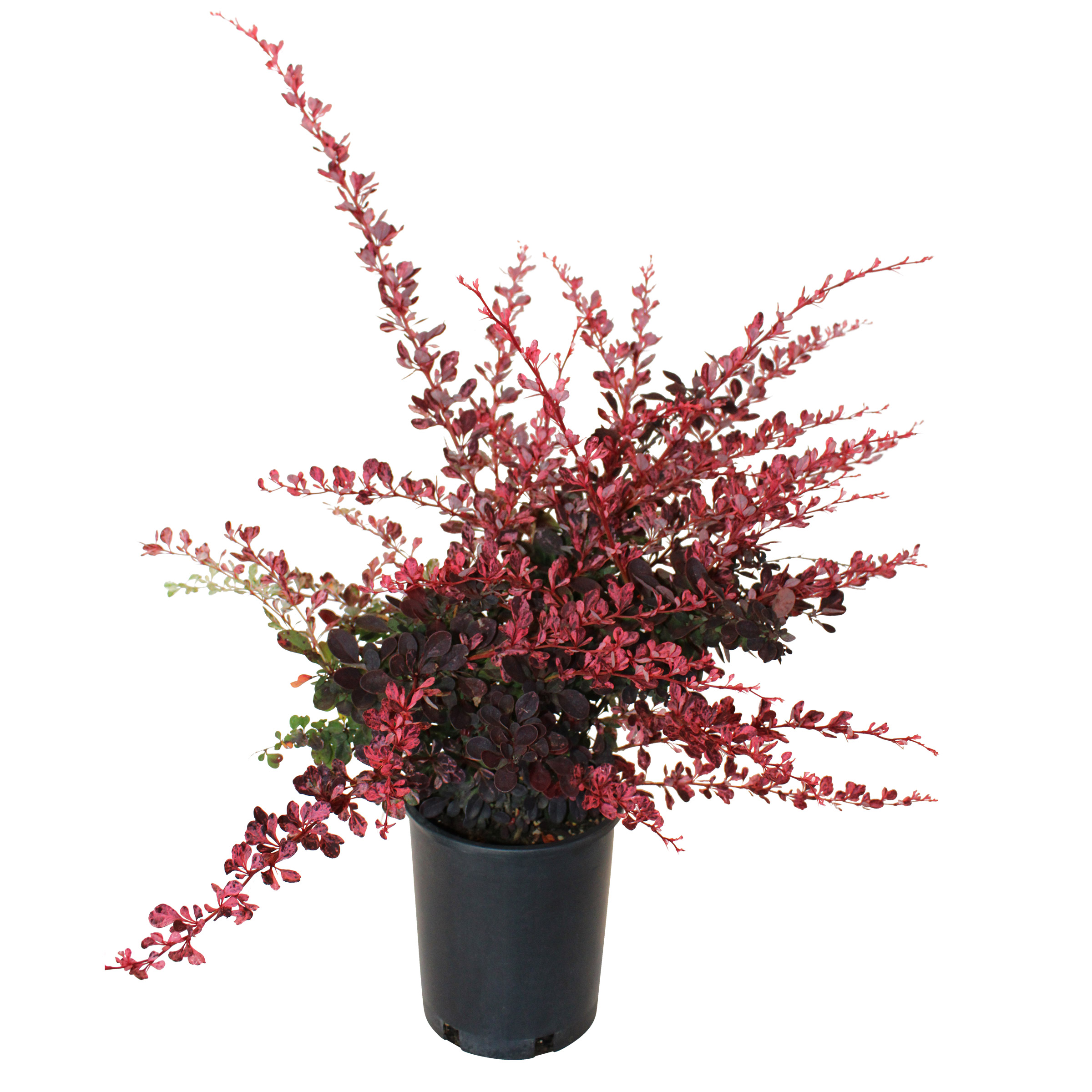 Enlarge Product Preview 2