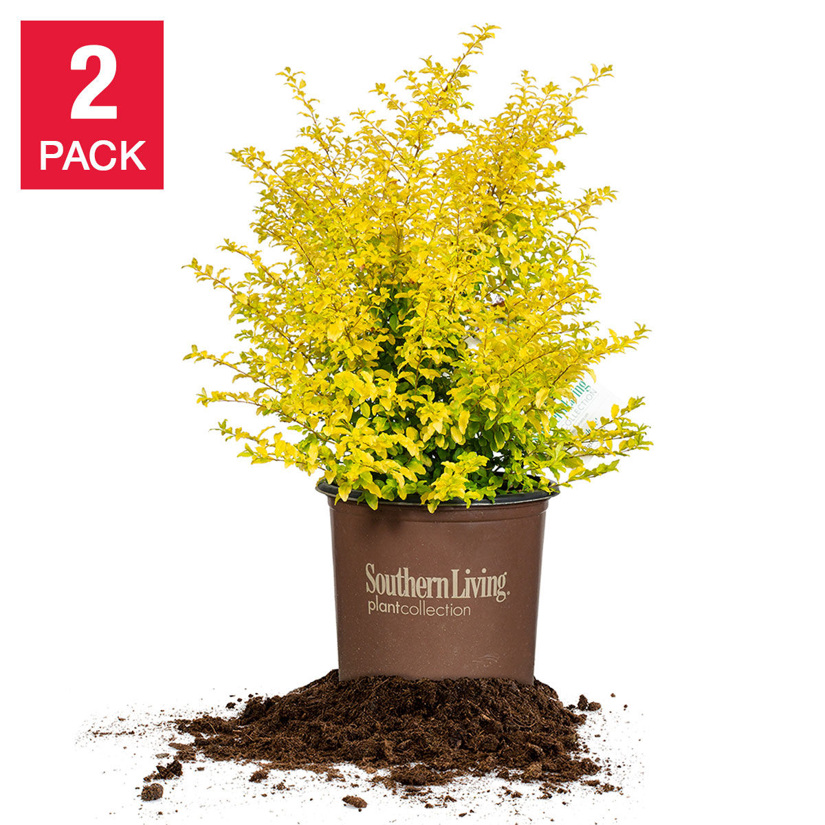 Sunshine Ligustrum  2-pack