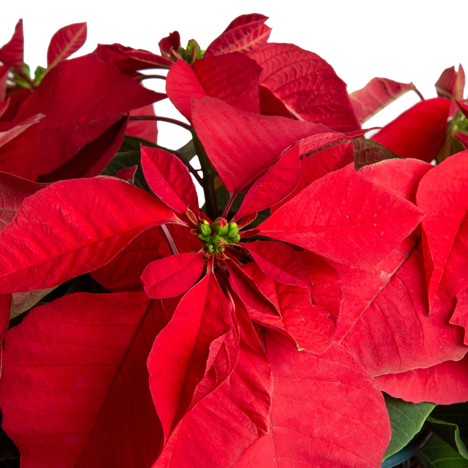 Enlarge Product Preview 3 Successfully Enriched by automation Job.