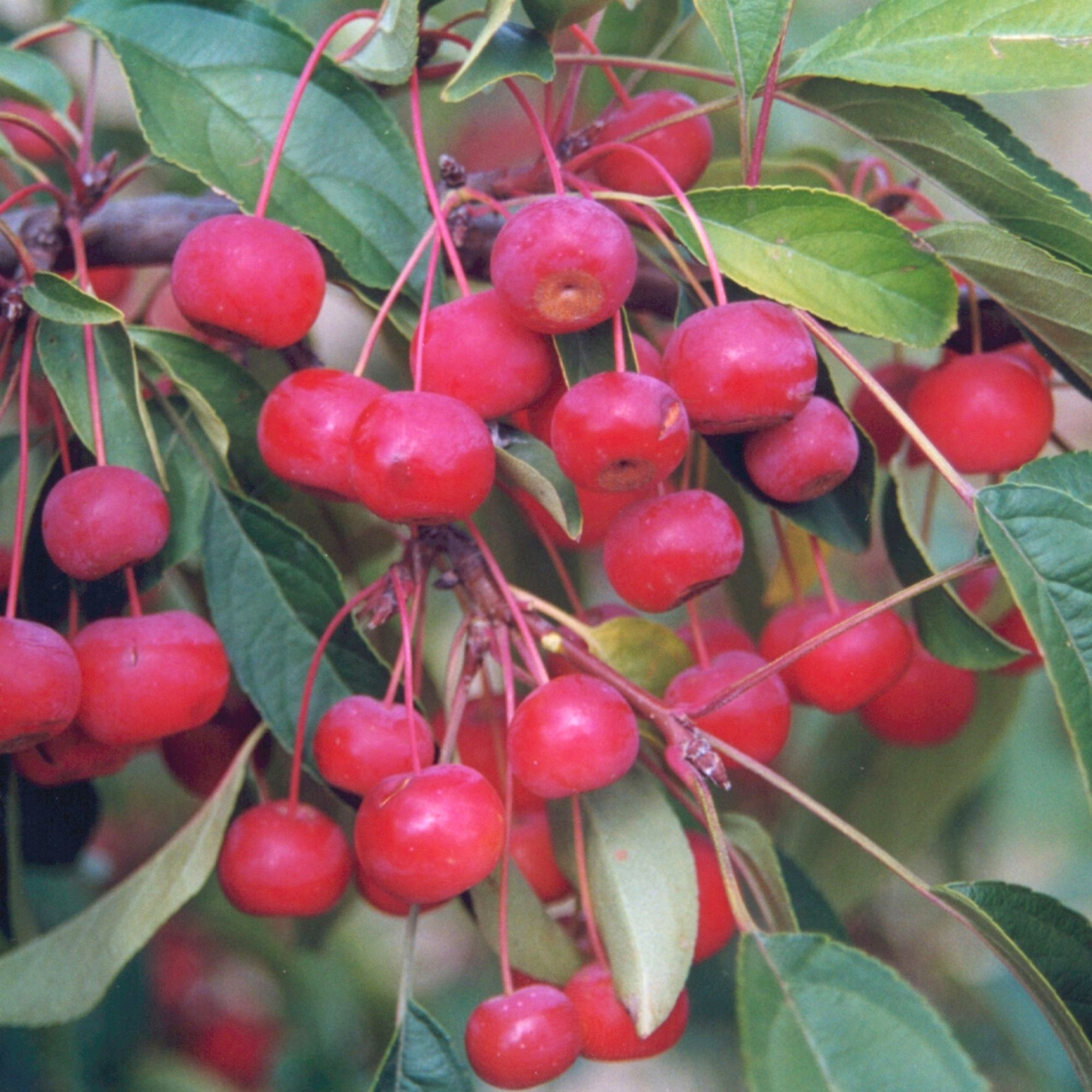 Enlarge Product Preview 3