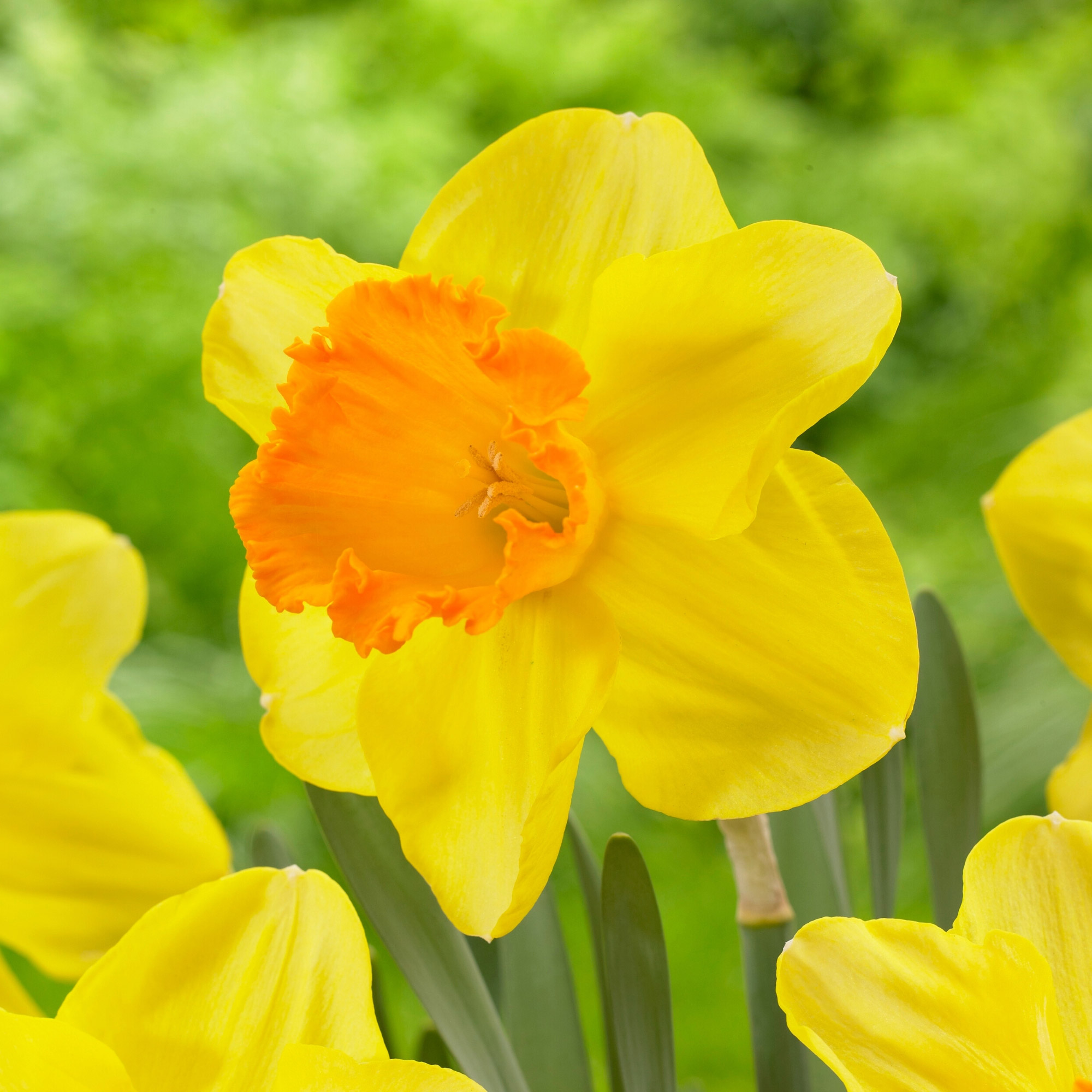 Enlarge Product Preview 9