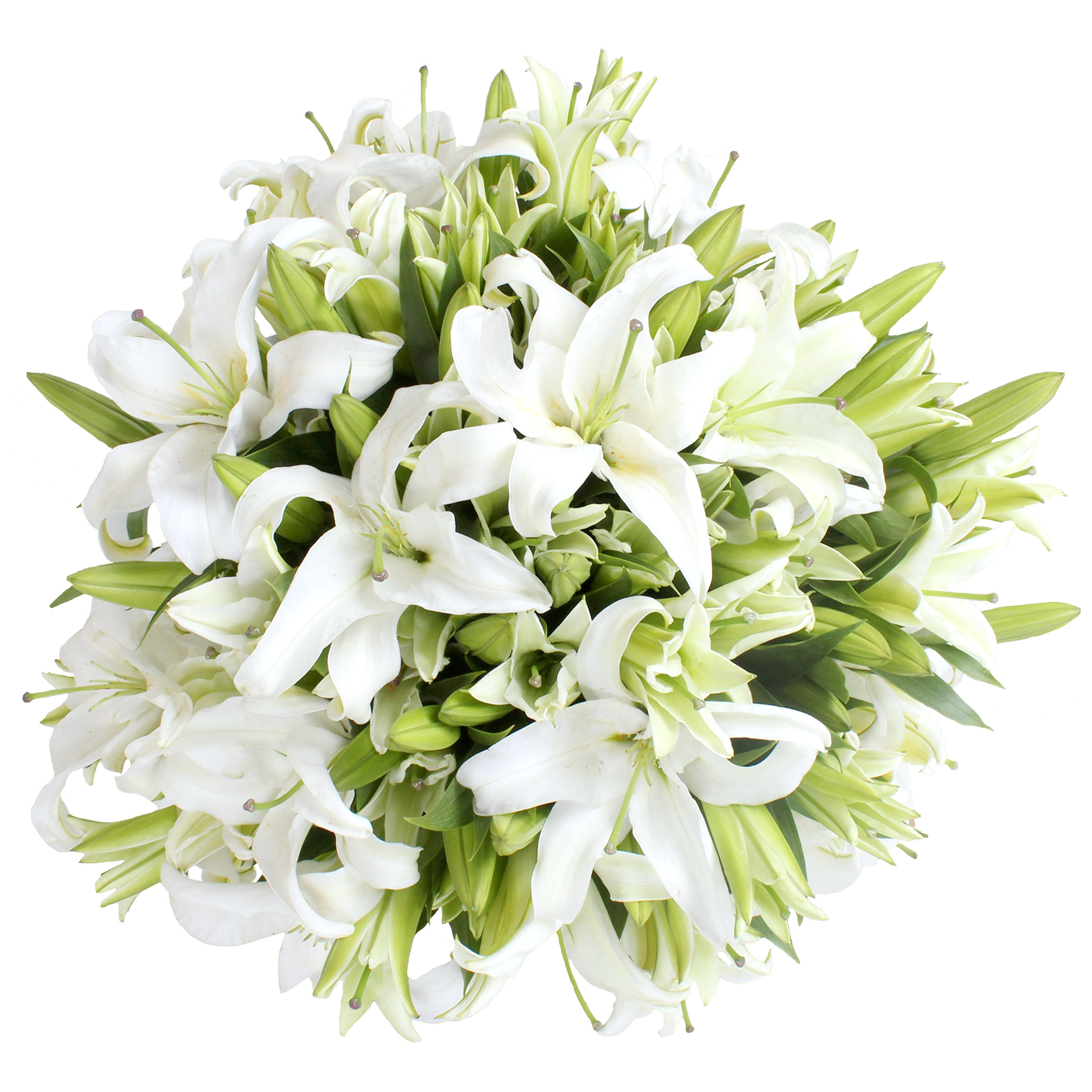 Oriental Lily, 50 Stems