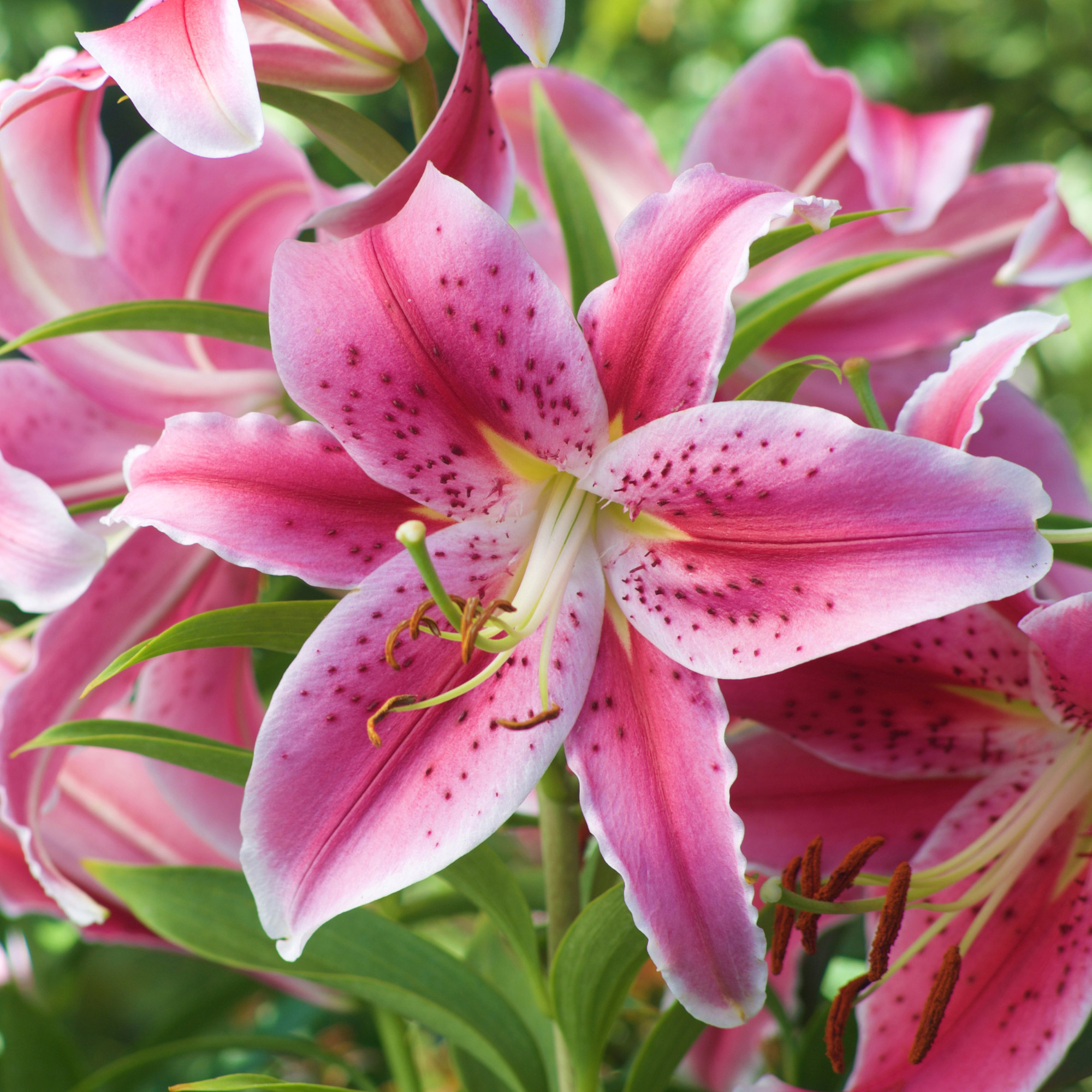 Enlarge Product Preview 28