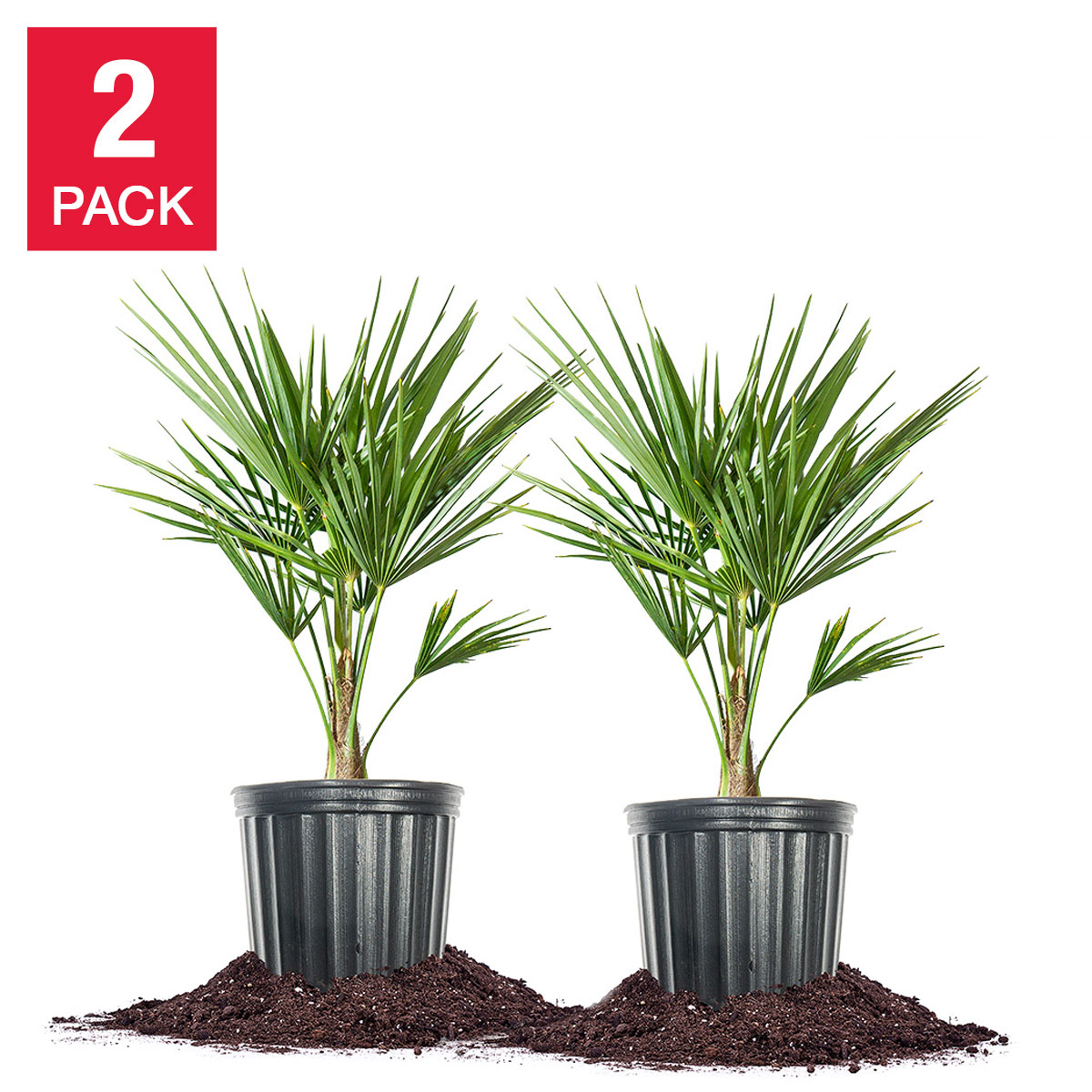 Windmill Palm Tree  2-pack