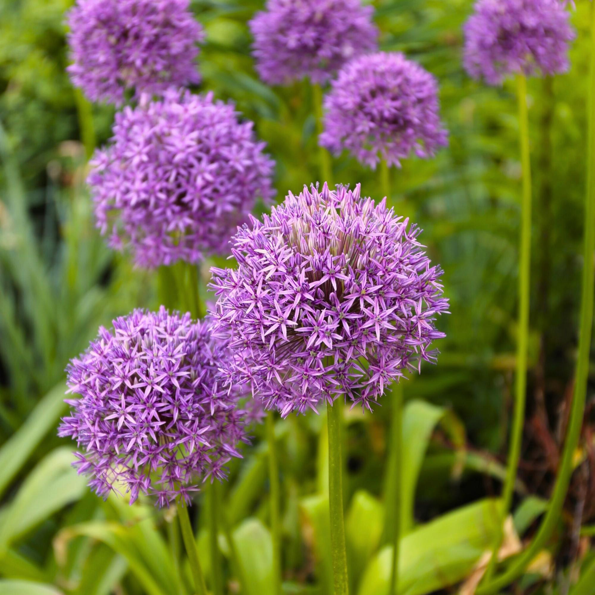 ［新品］SLOTHREAT Allium 新品］SLOTHREAT Allium Silver Spring - ALLIUM - — Ripley's