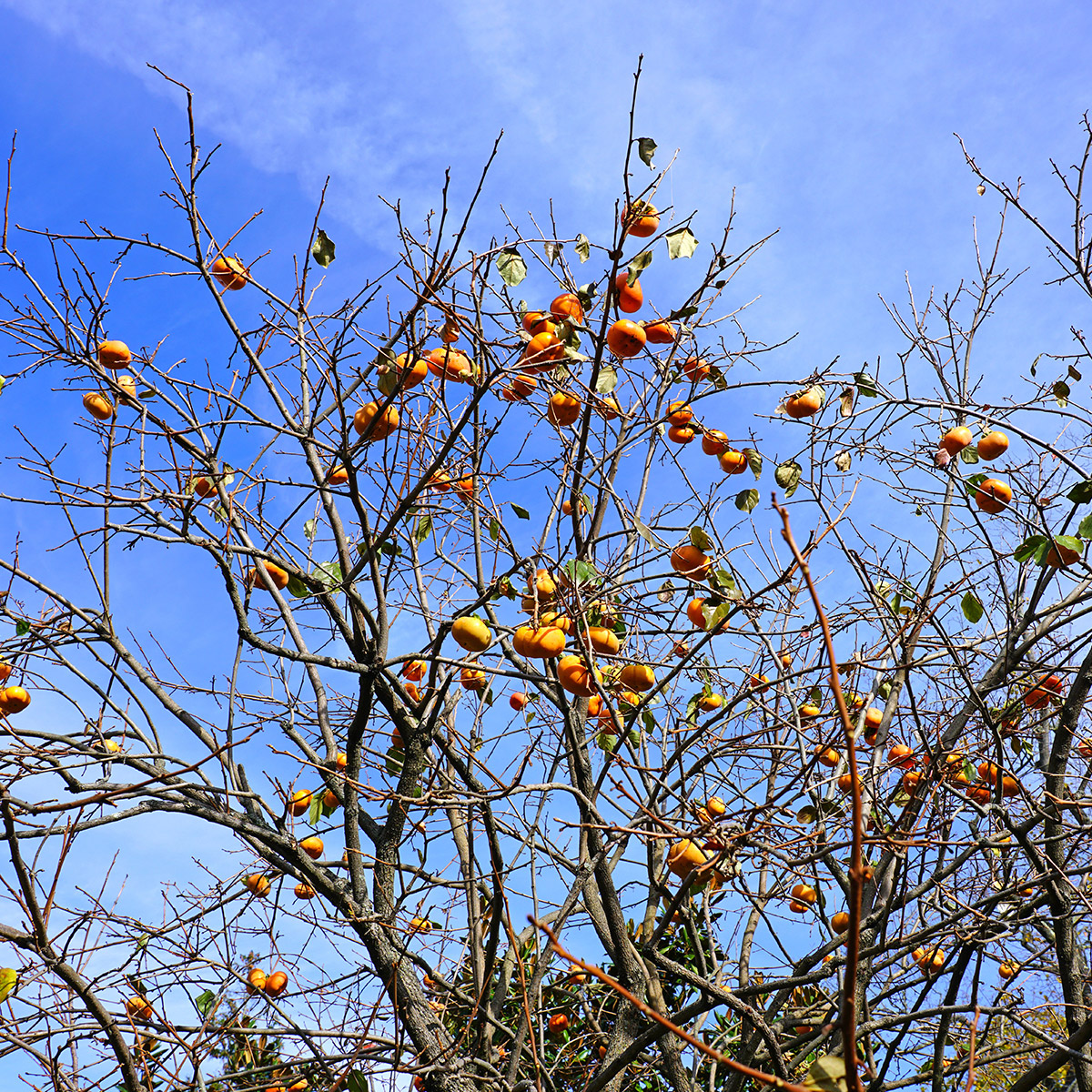 Enlarge Product Preview 5