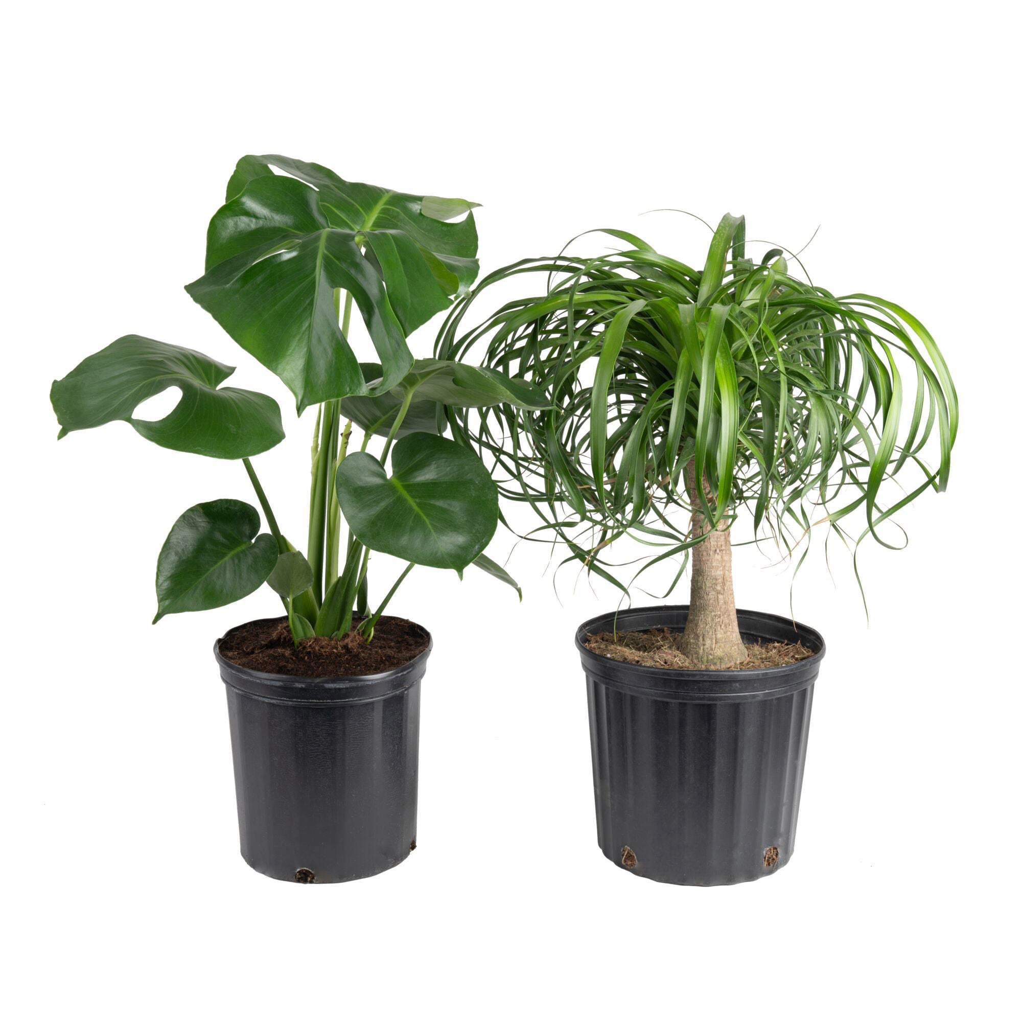 Costa Farms Monstera and Ponytail Palm Houseplant in Nursery Pot, 2-pack |  Costco
