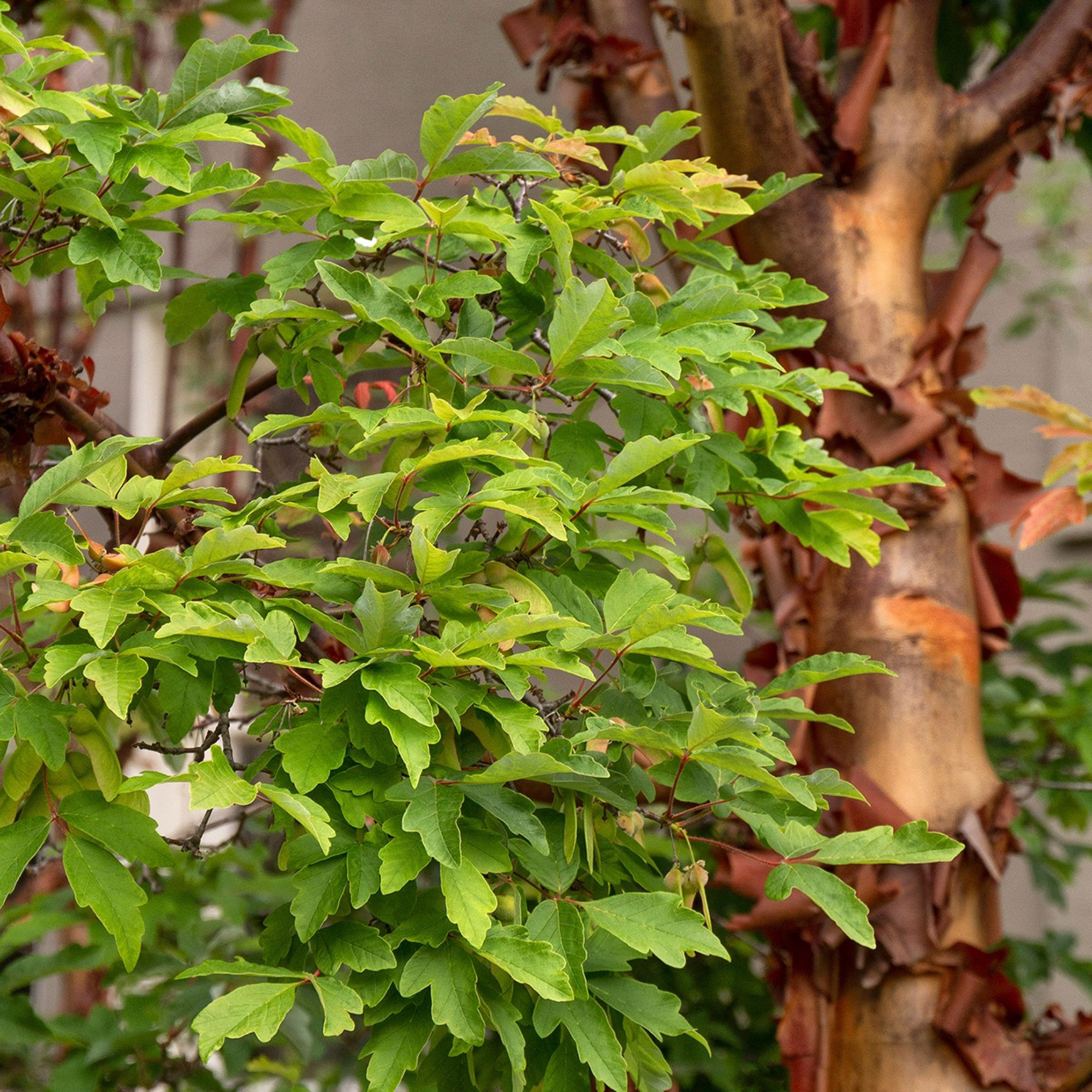 Enlarge Product Preview 3