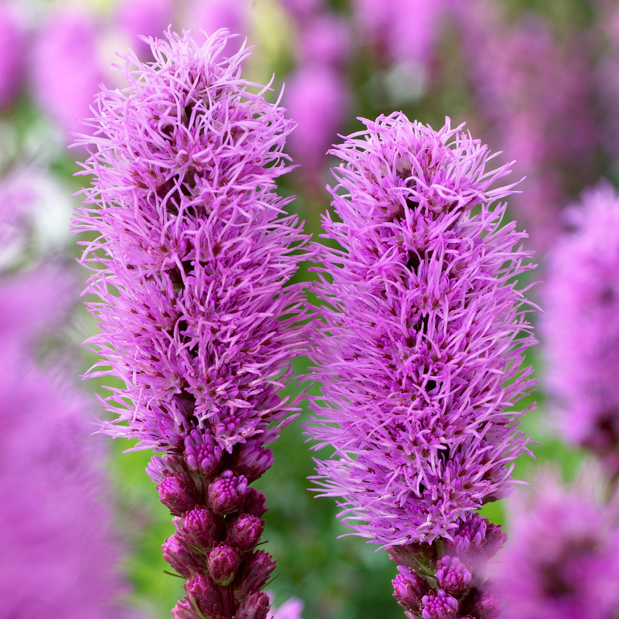 Enlarge Product Preview 24