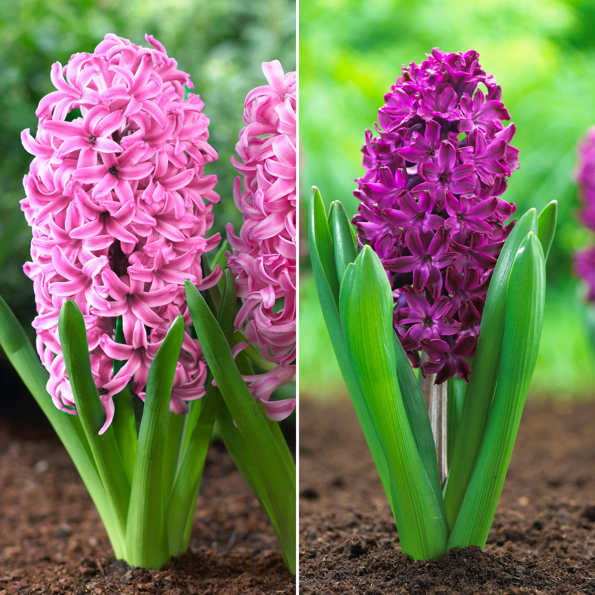 Enlarge Product Preview 3