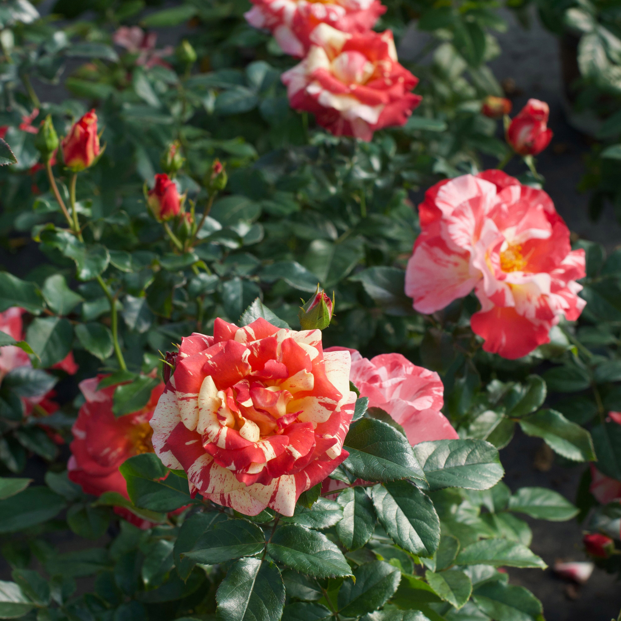 Enlarge Product Preview 5