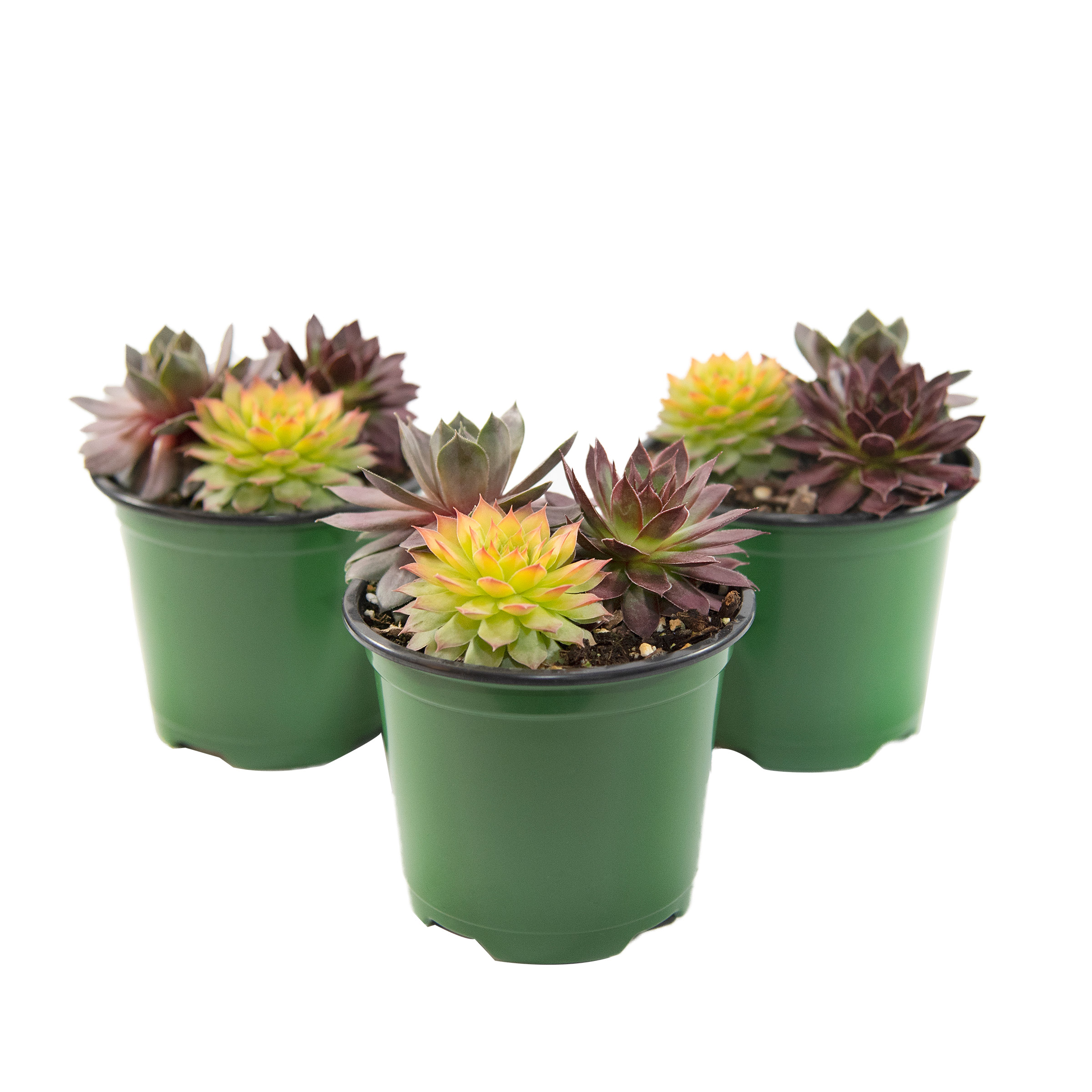 Chick Charms Trio Candied Campfire Succulents, 3-pack | Costco