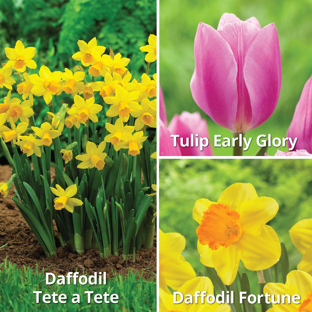 Enlarge Product Preview 3