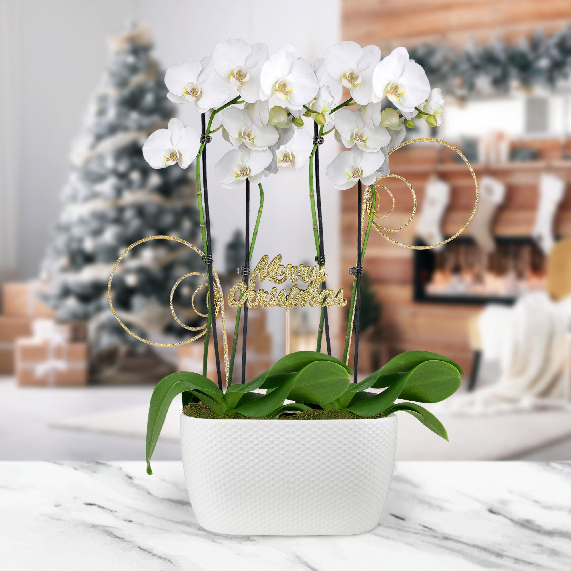 Enlarge Product Preview 2 Successfully Enriched by automation Job.