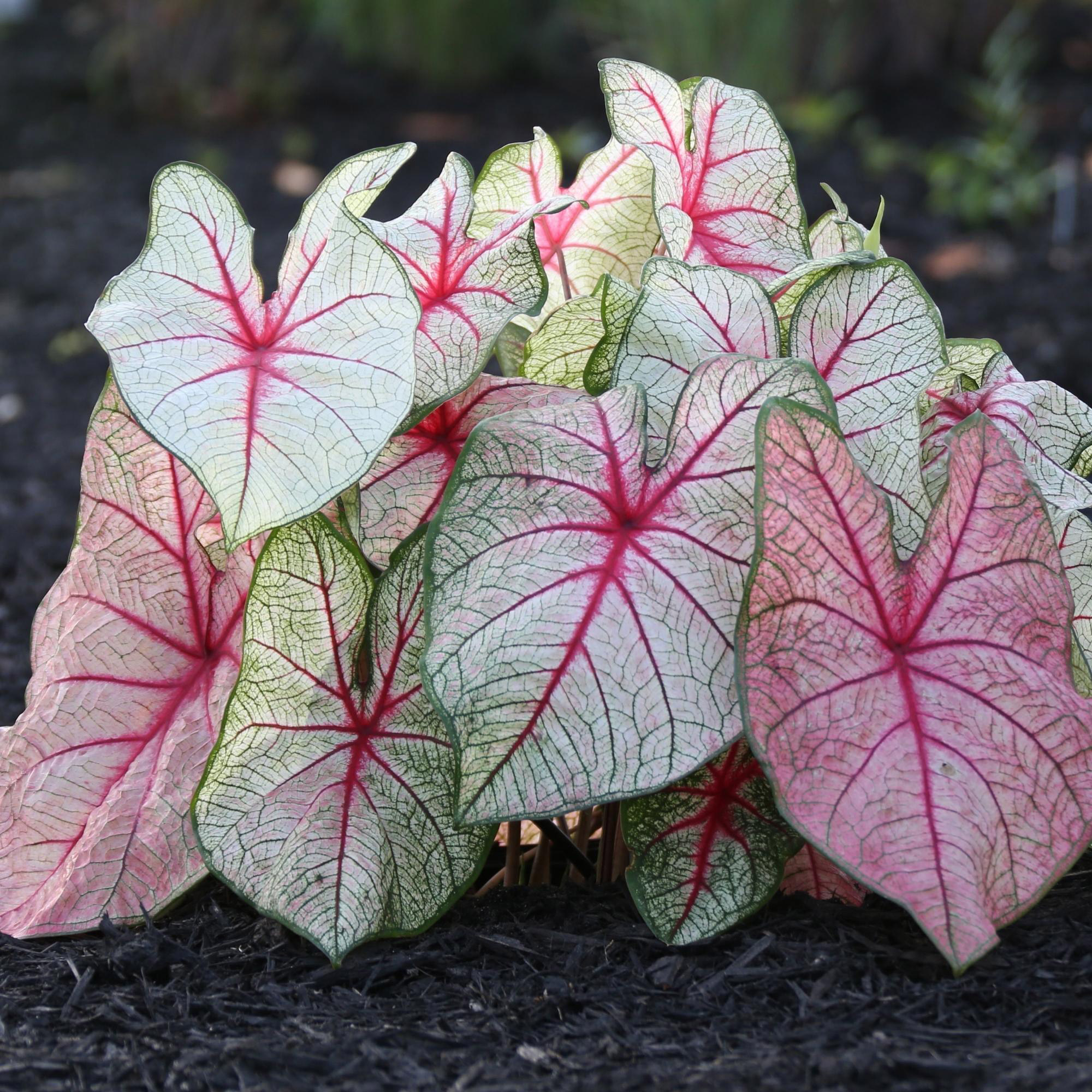 Enlarge Product Preview 6