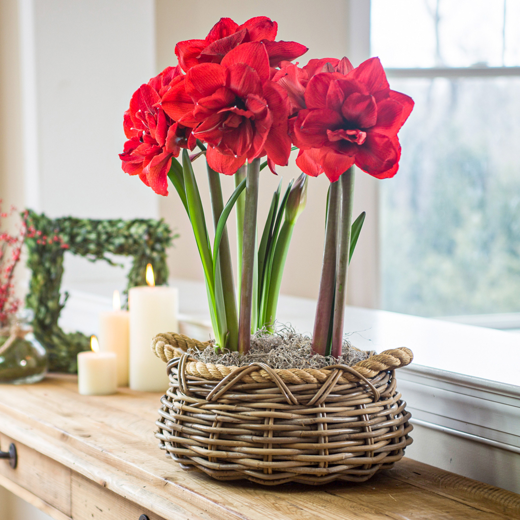 【Lily様】専用・赤360g×2袋≪フォロー＆リピート割特価≫ Longfield Gardens Double Flowering Amaryllis, 4-bulbs | Costco