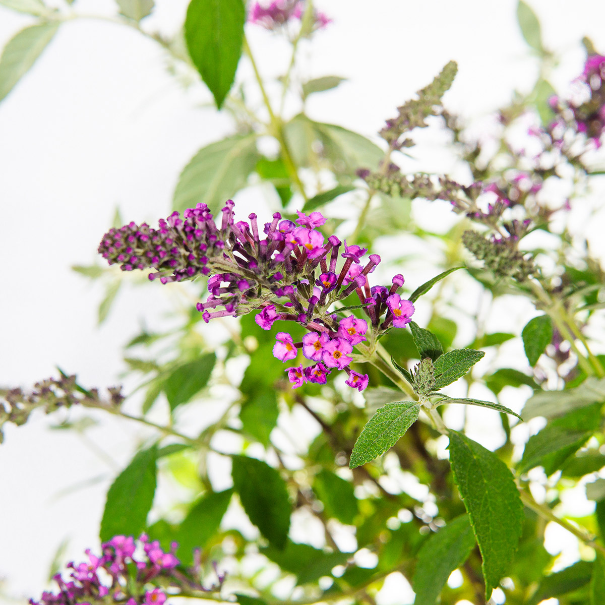 Enlarge Product Preview 4