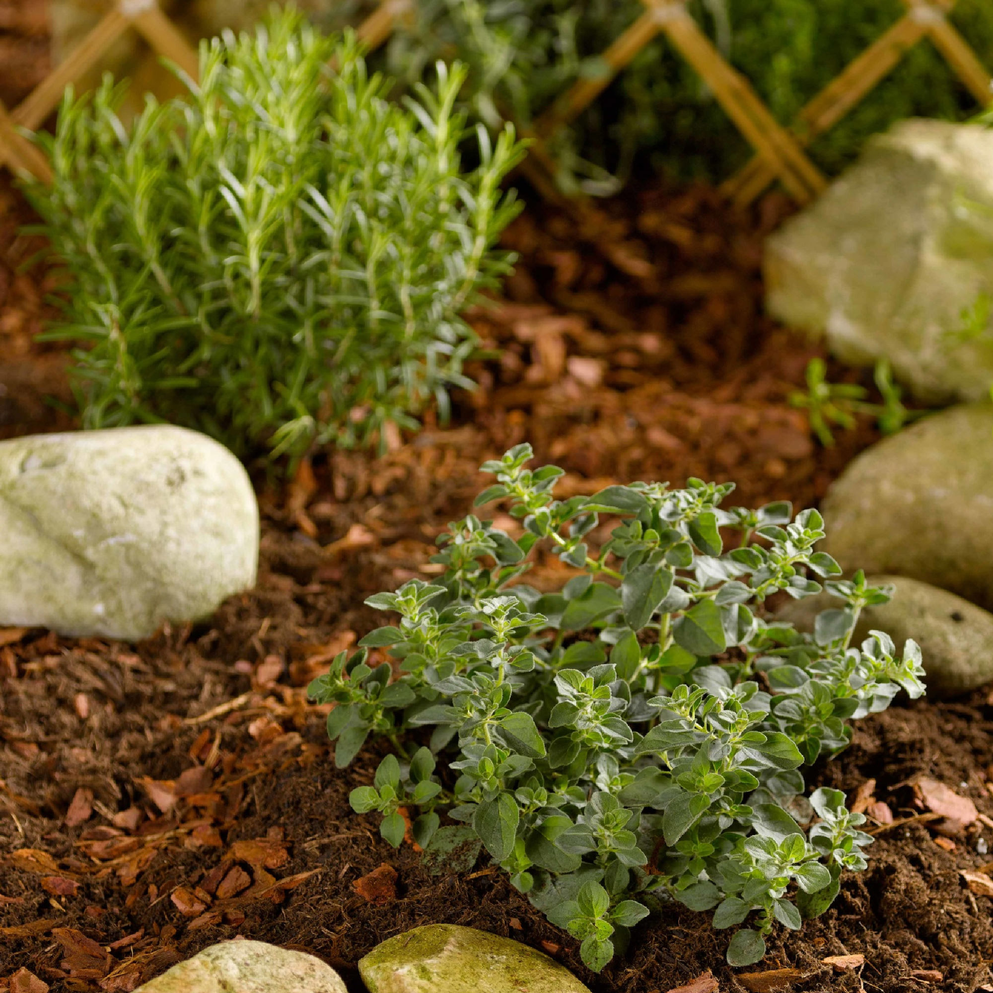 Enlarge Product Preview 2