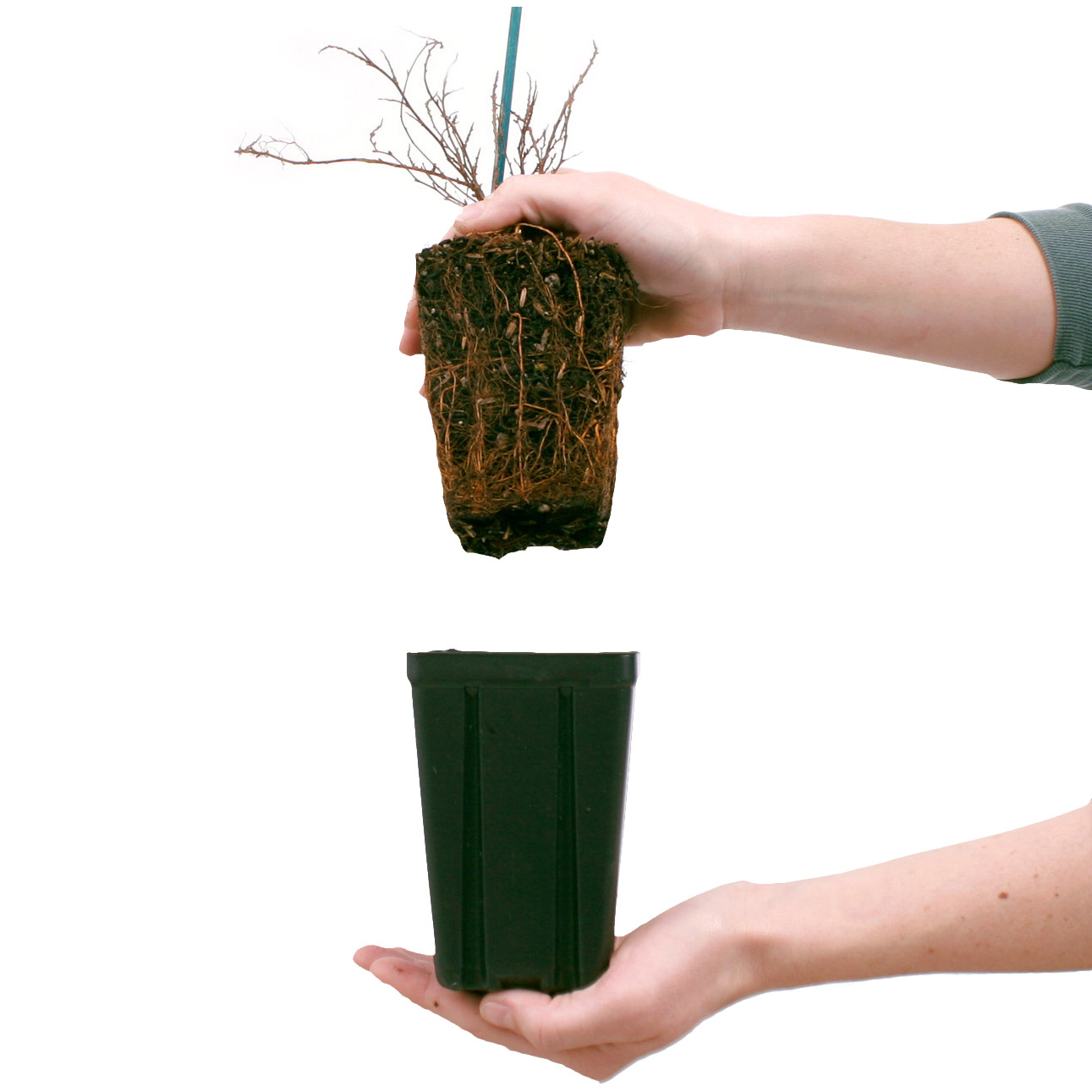 Bloomin Easy® by Van Zyverden Spireae 4