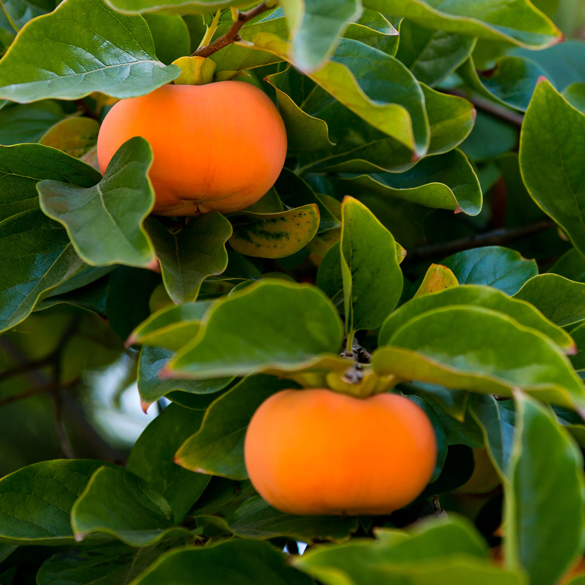 Enlarge Product Preview 2