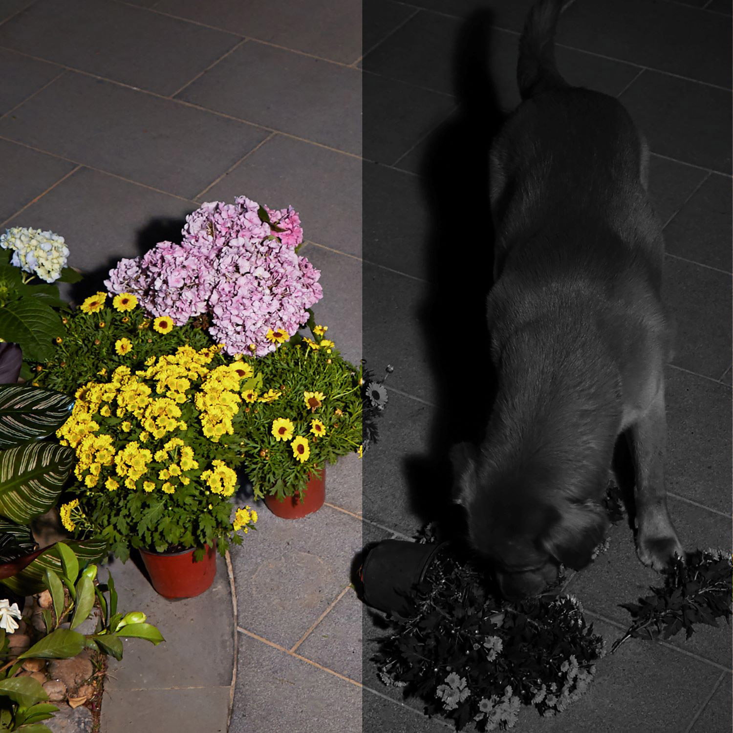 Enlarge Product Preview 5