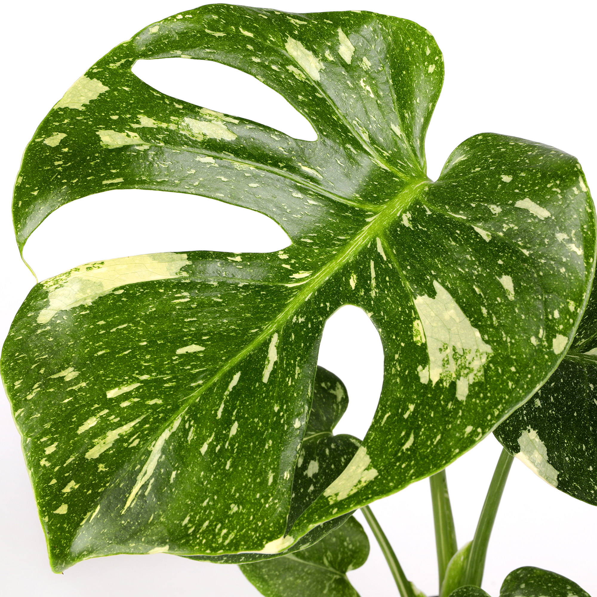 Enlarge Product Preview 3 Successfully Enriched by automation Job.