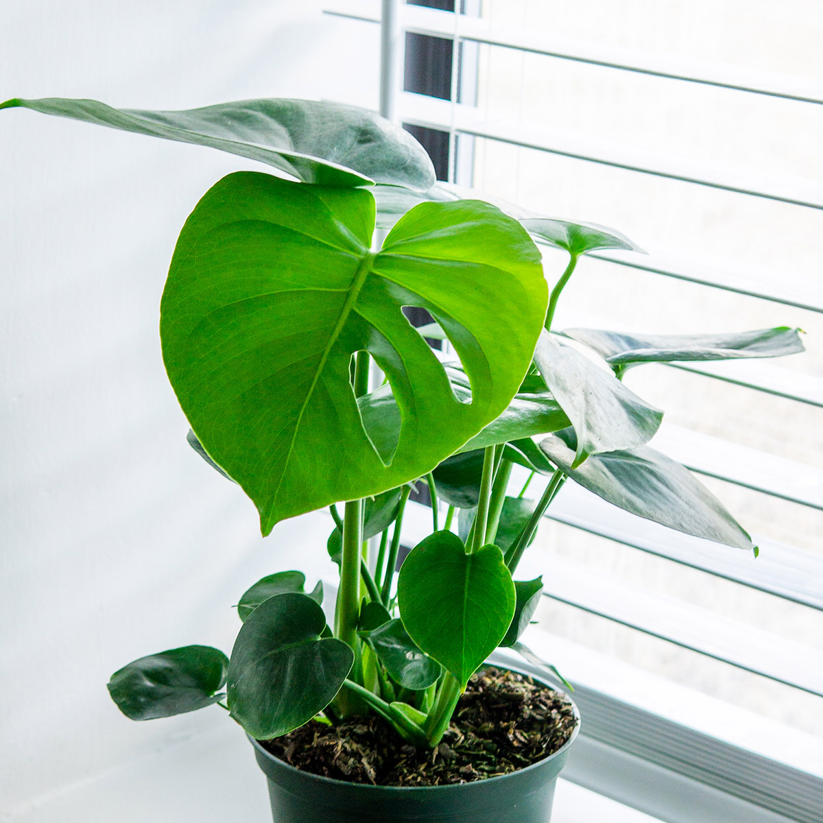 Enlarge Product Preview 4