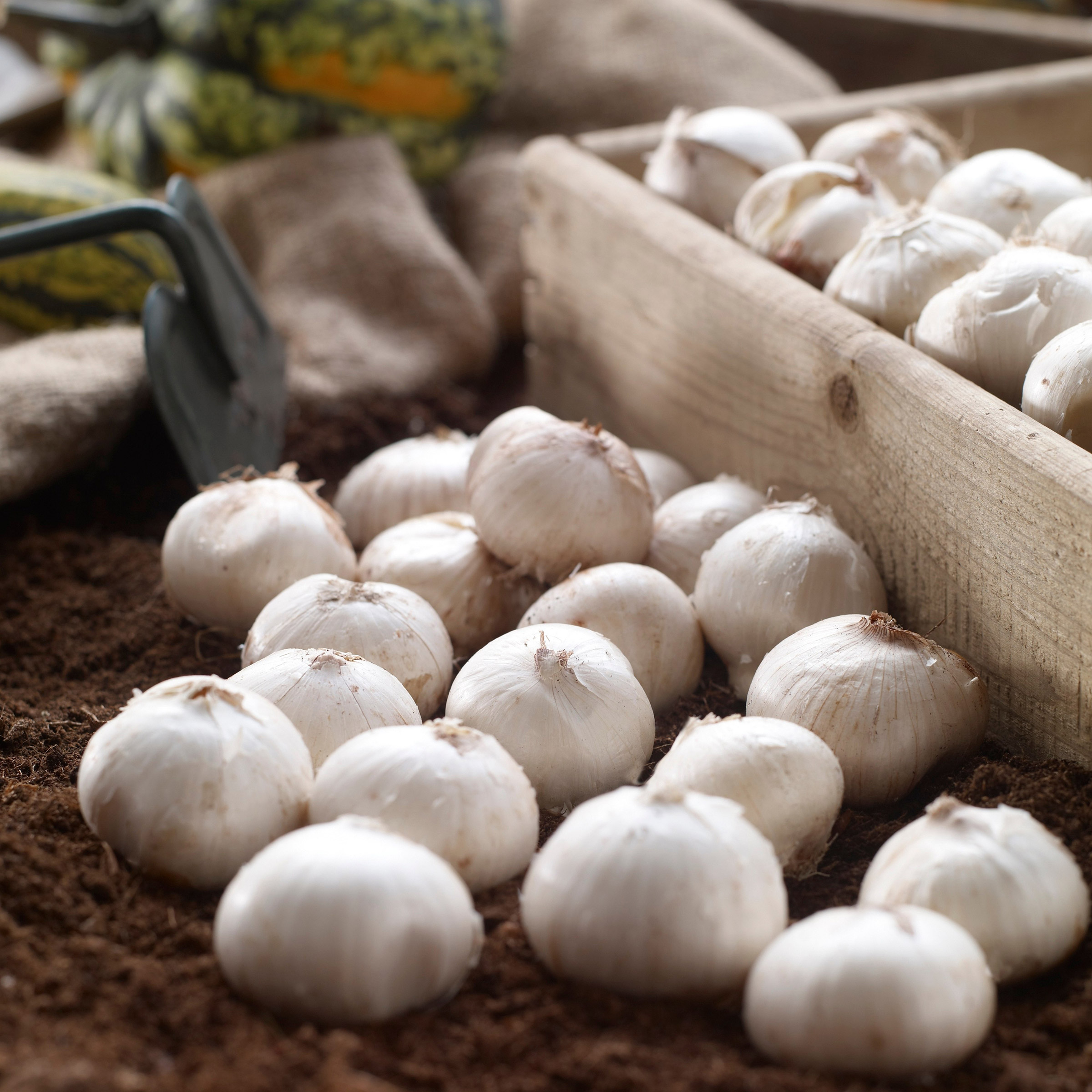 Enlarge Product Preview 5