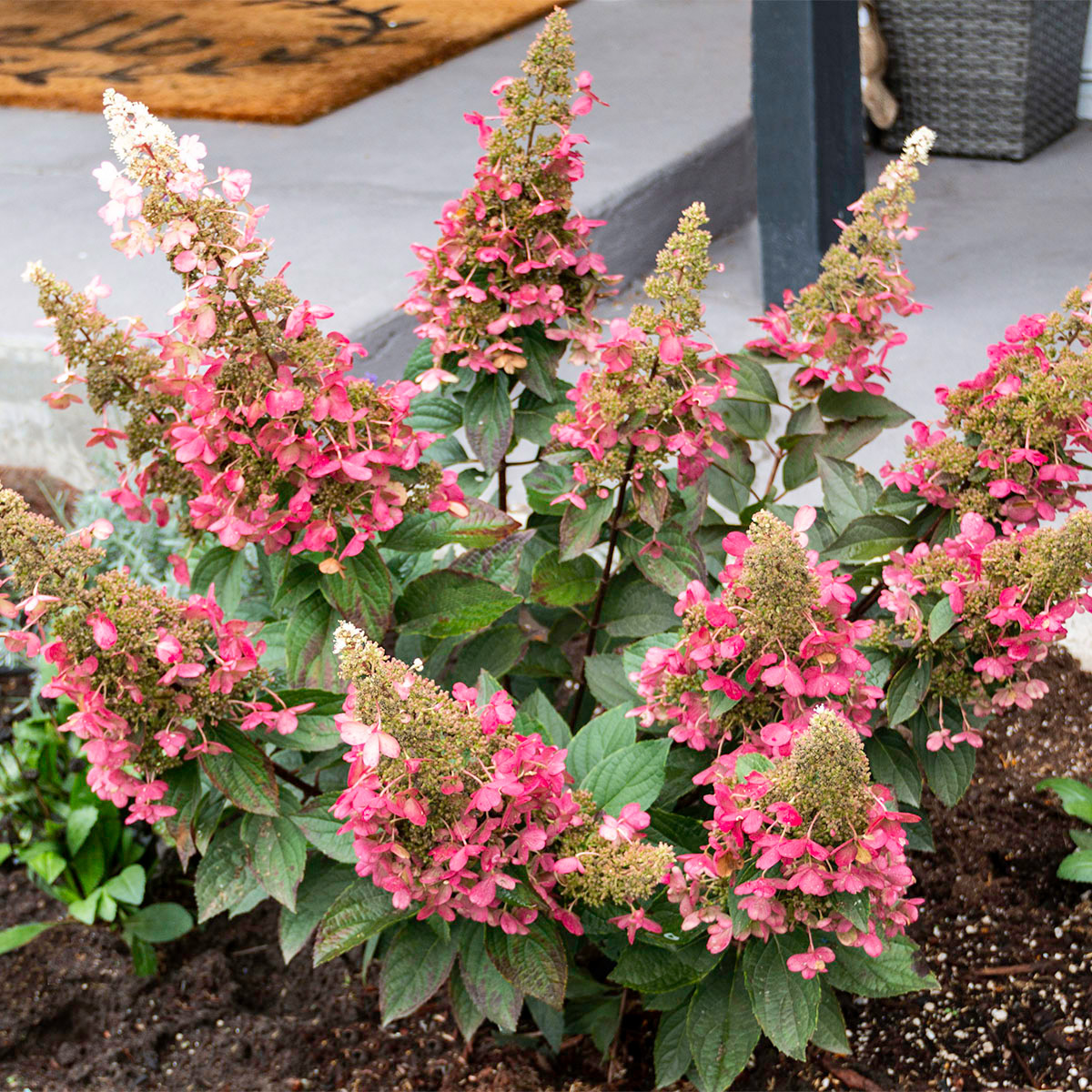 Enlarge Product Preview 6