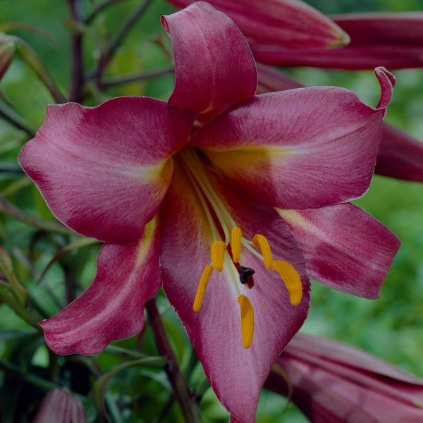 Van Zyverden Lily Bulbs | Costco Van Zyverden Lily Bulbs | Costco