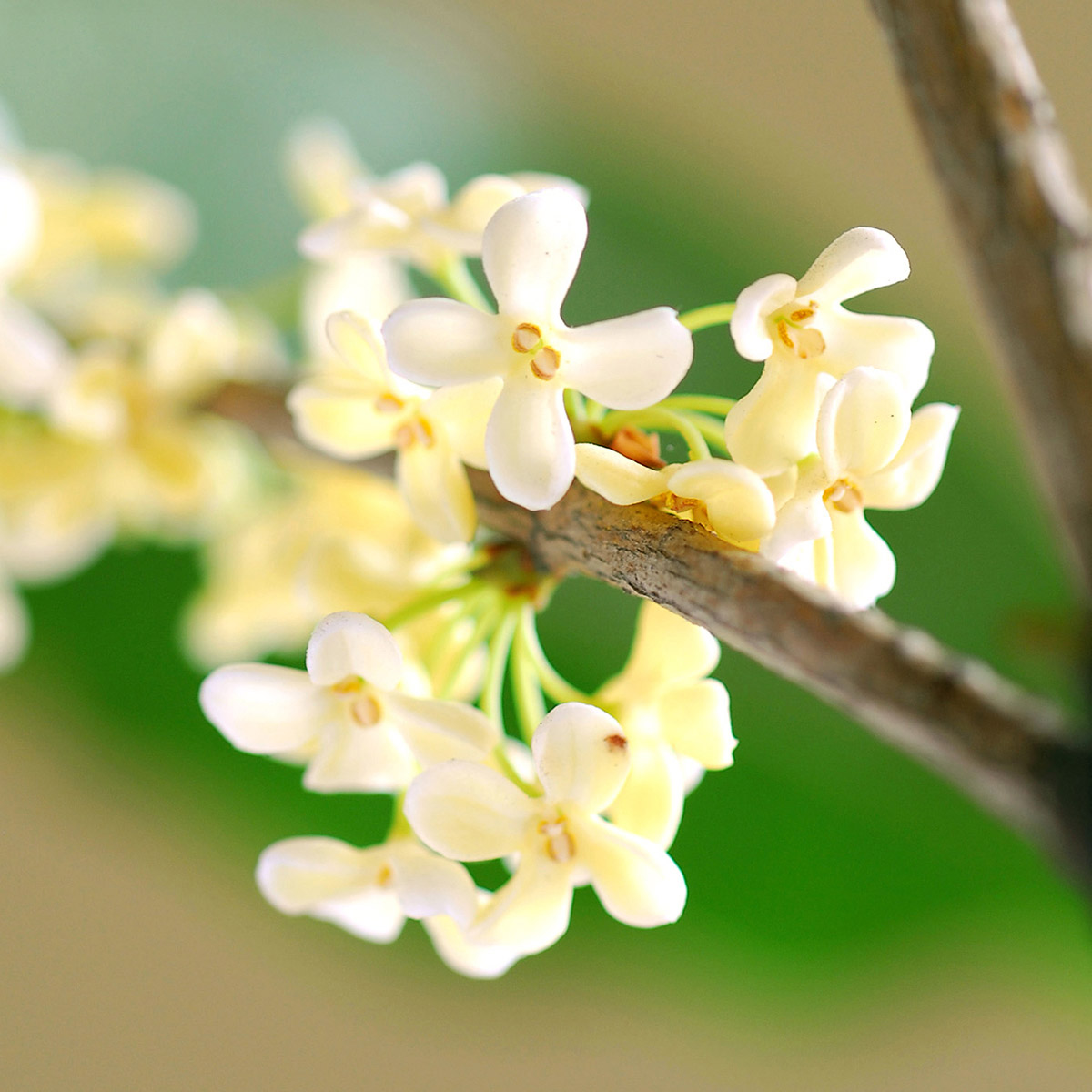 Enlarge Product Preview 7