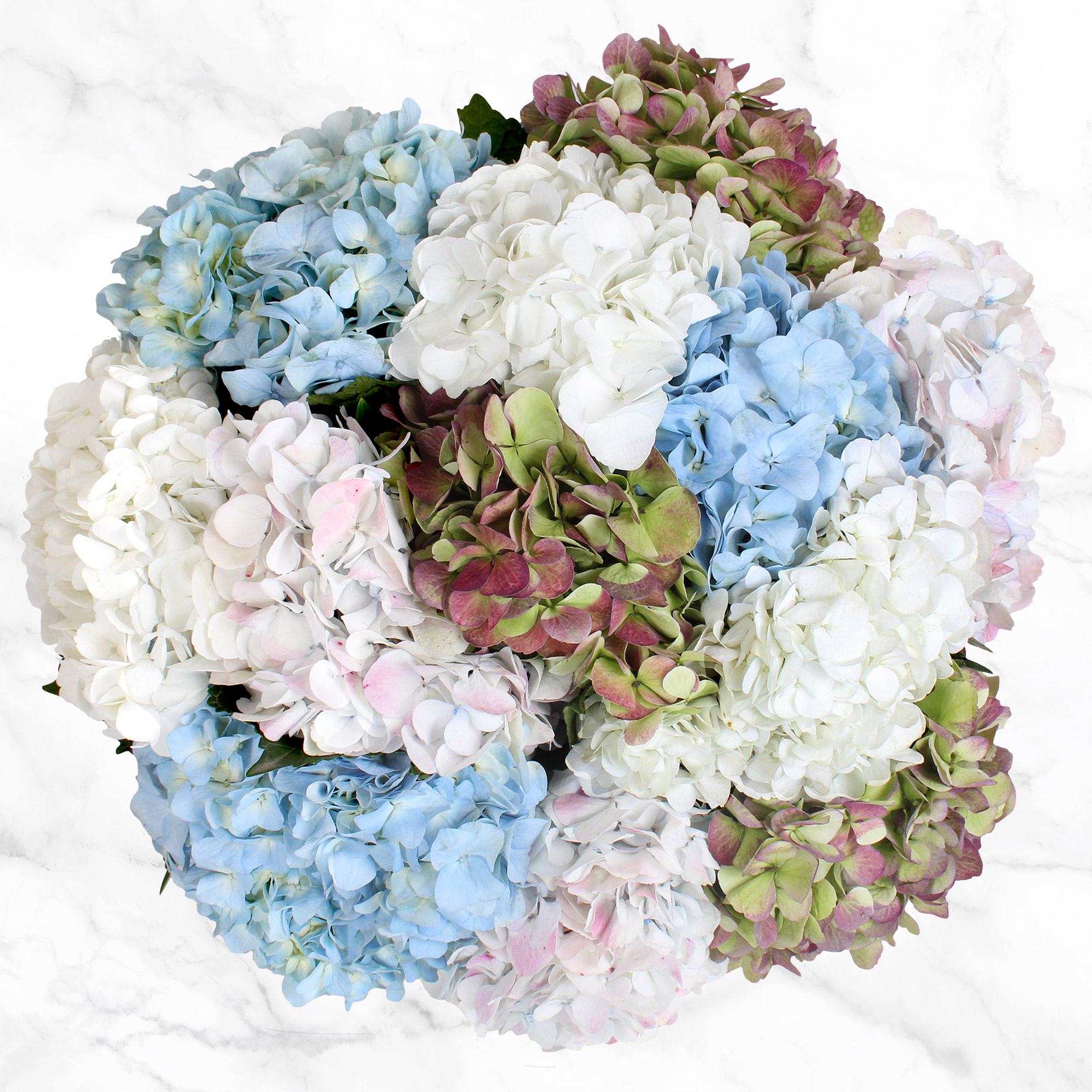 24-stem Hydrangeas