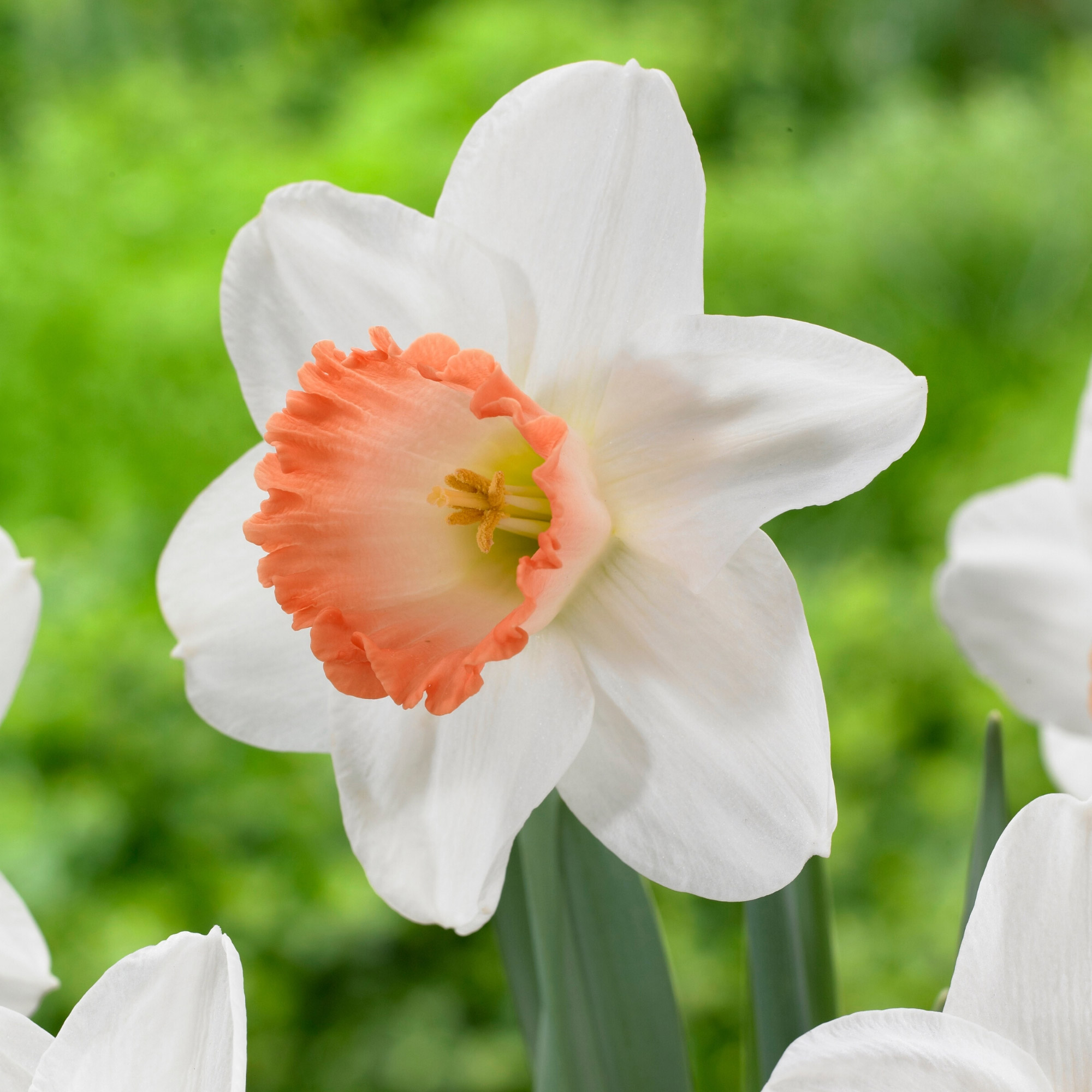 Enlarge Product Preview 8