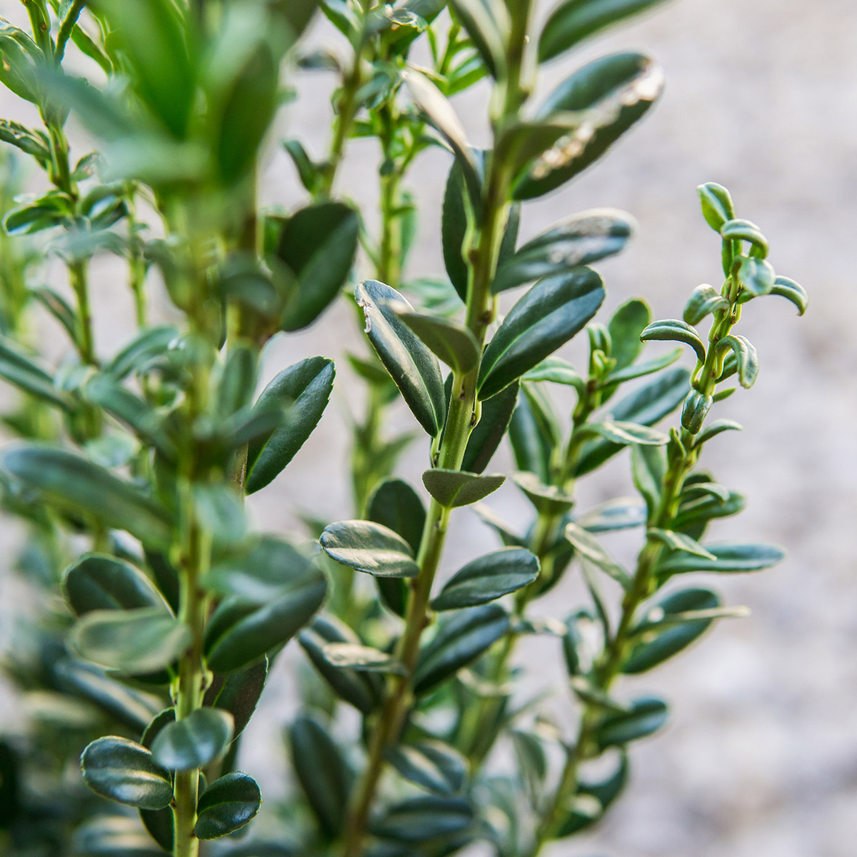 Enlarge Product Preview 6