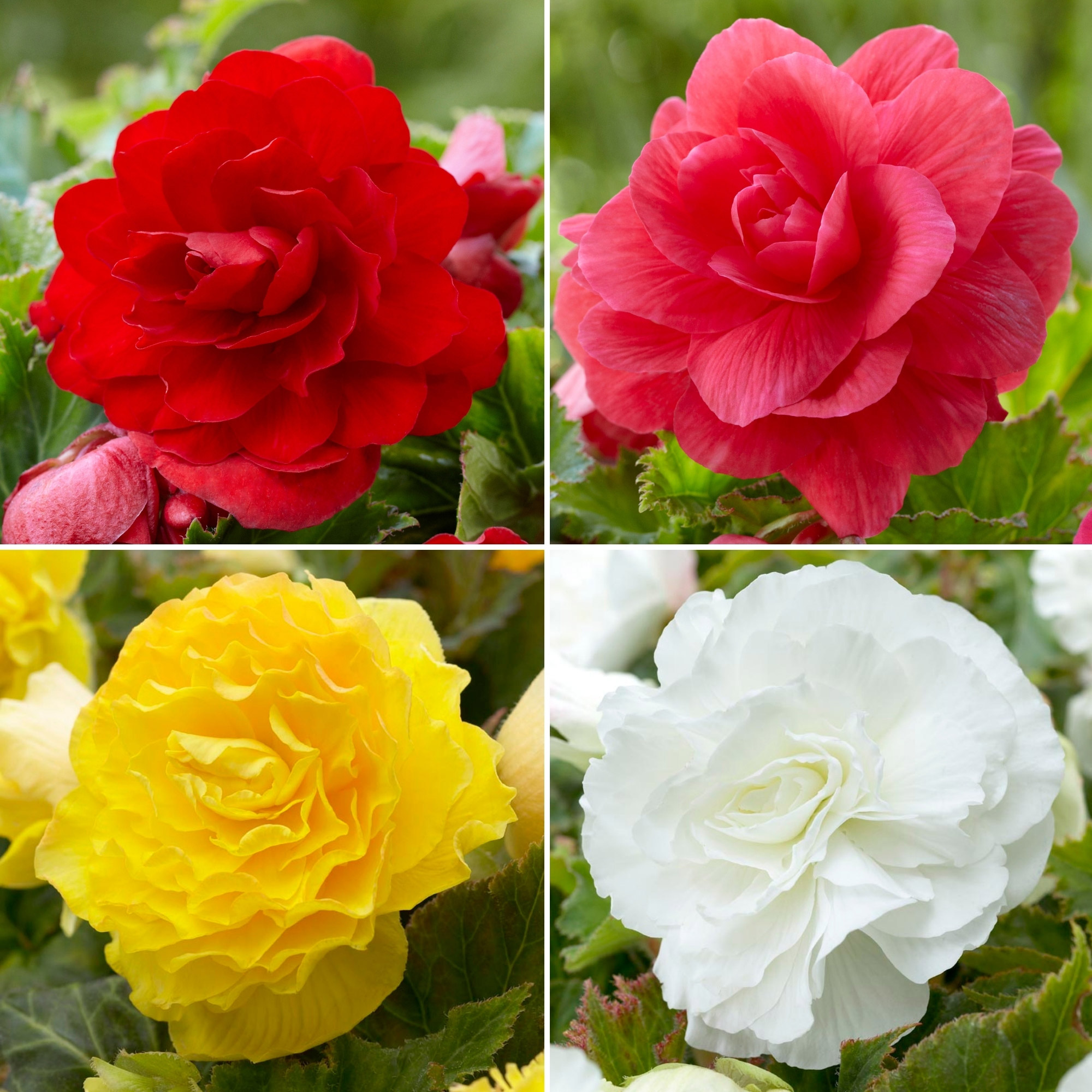 Enlarge Product Preview 4