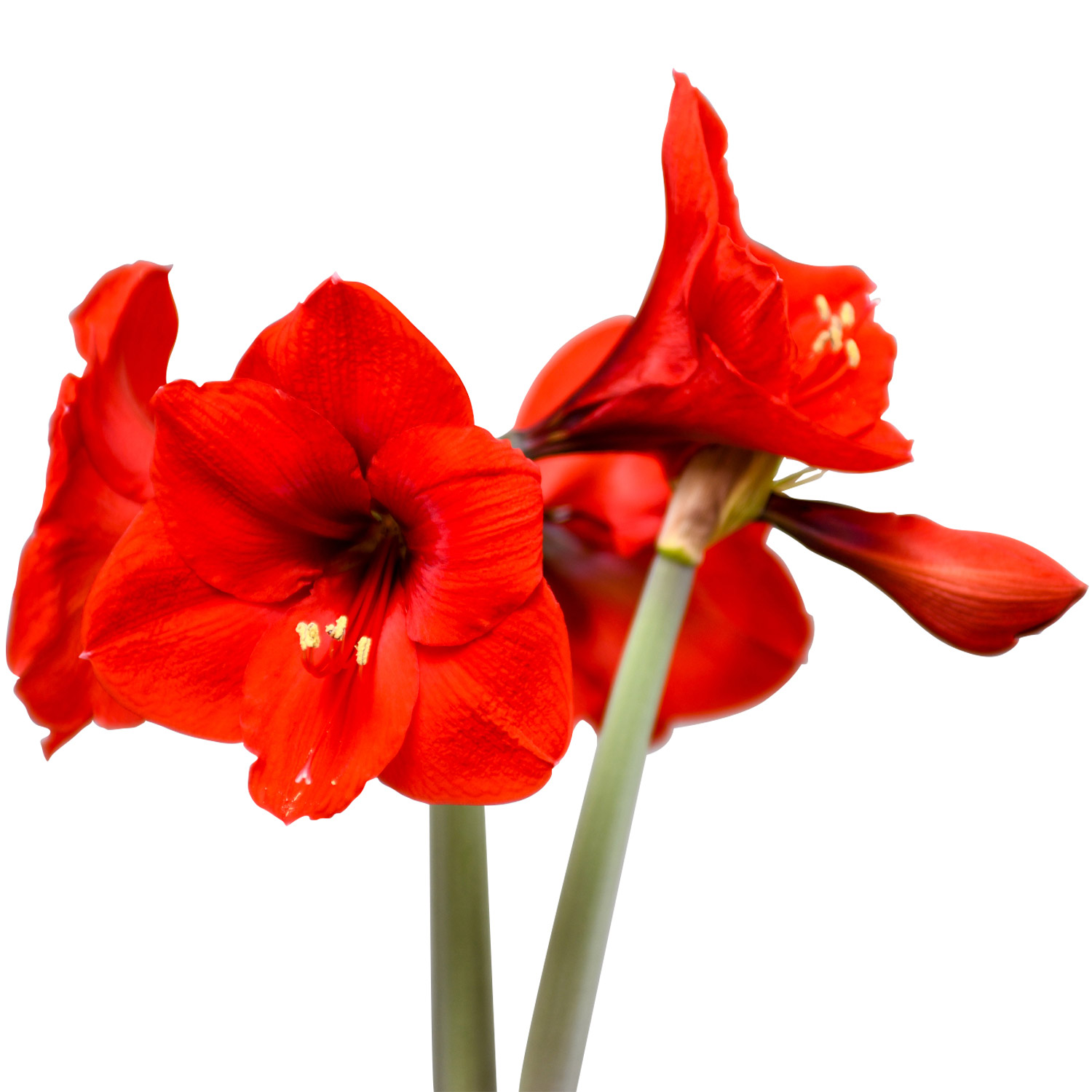 Enlarge Product Preview 6 Successfully Enriched by automation Job.