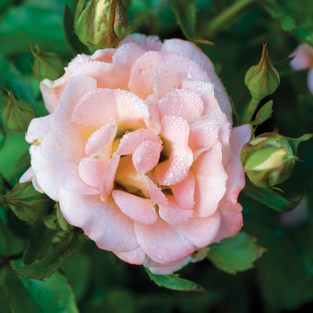 Enlarge Product Preview 2