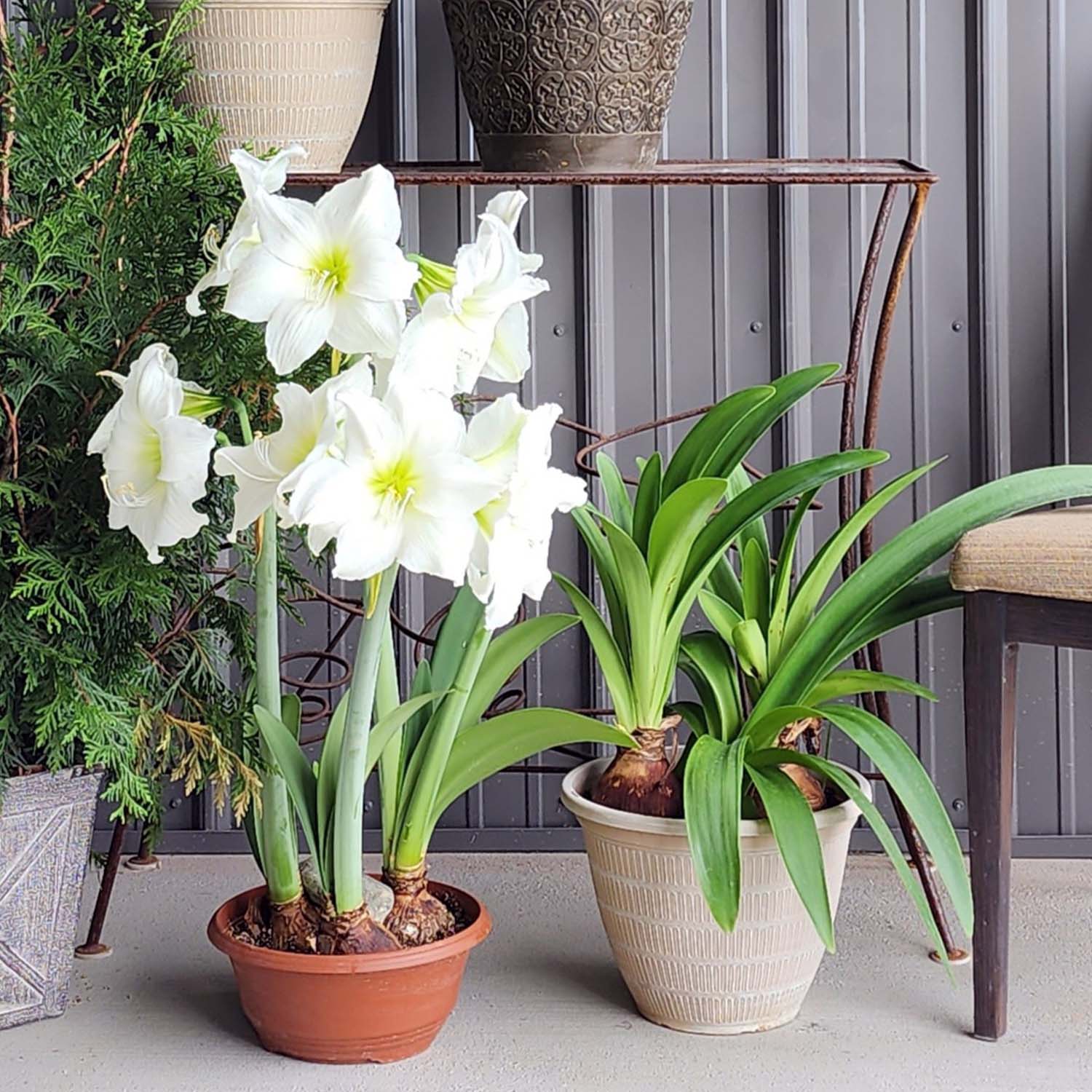 Bloomaker Raw Christmas Gift Amaryllis Bulbs Variety | Costco