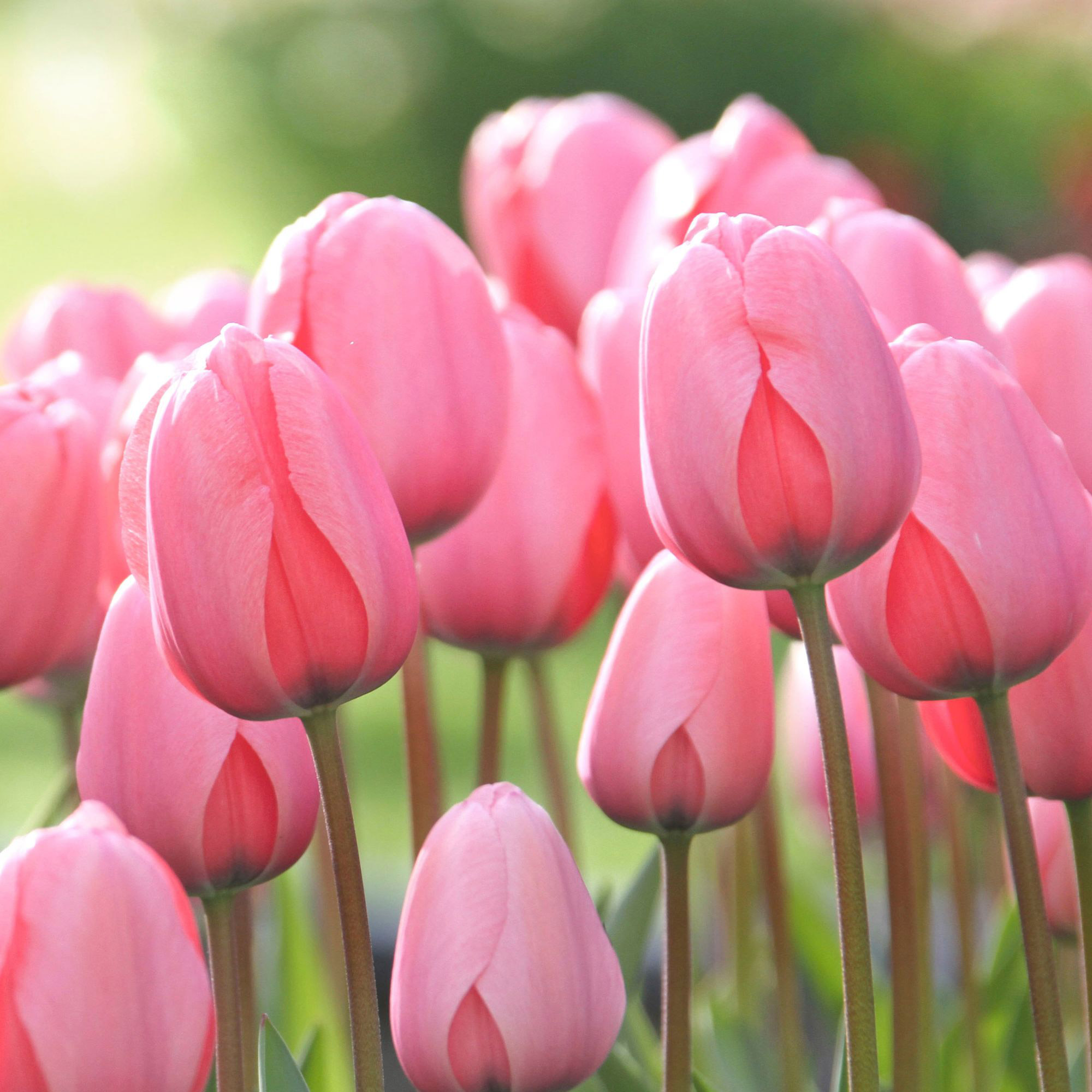 Enlarge Product Preview 5