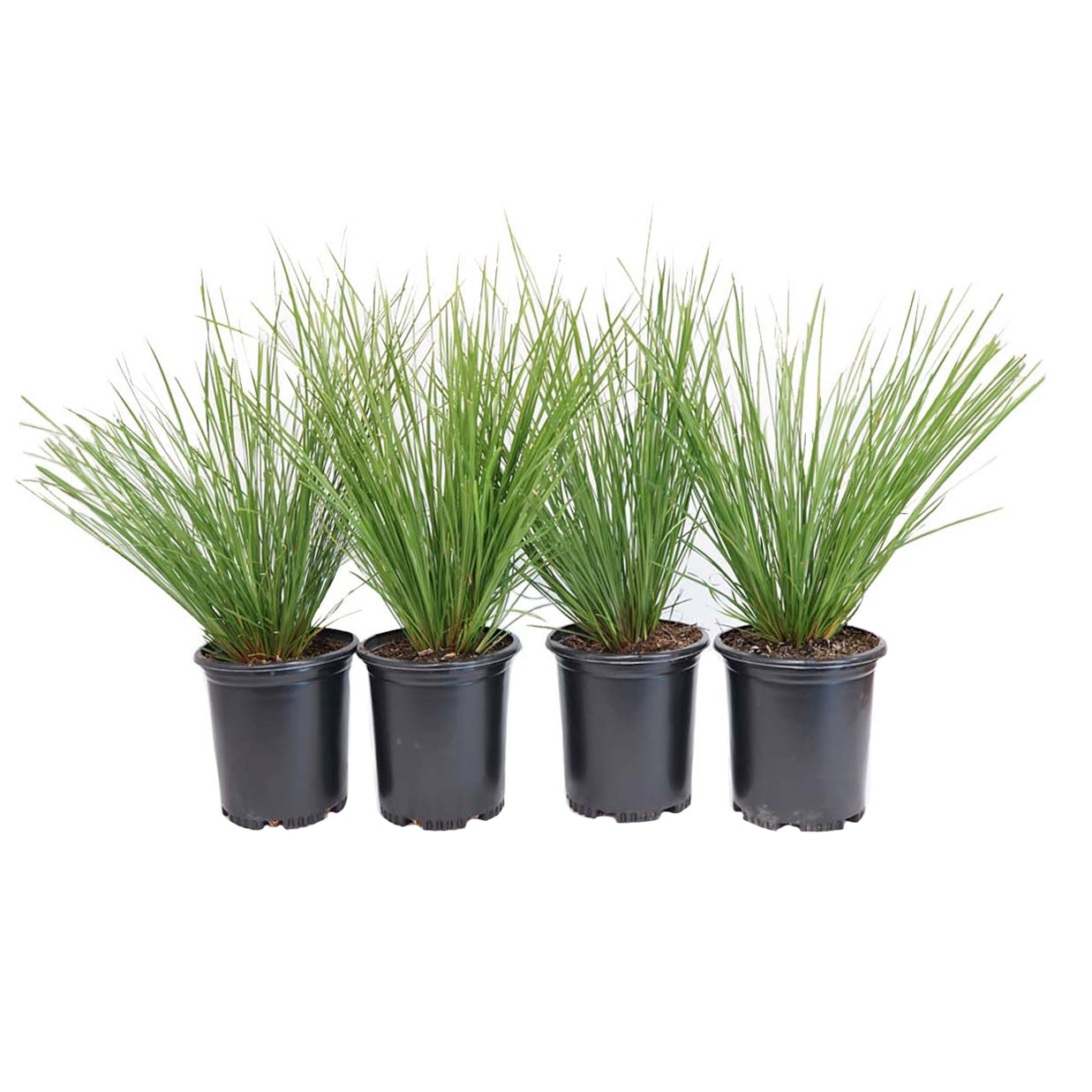Alder & Oak Lomandra Breeze  4-pack