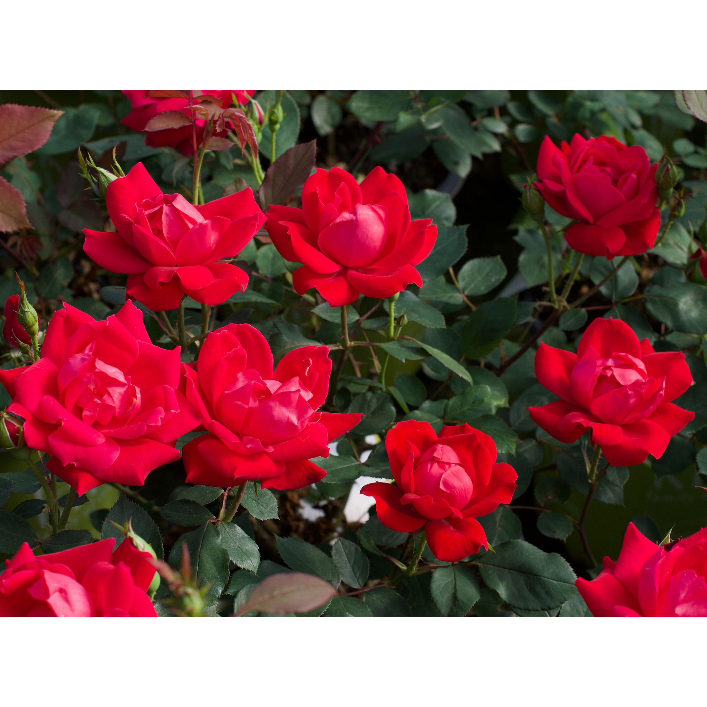 Enlarge Product Preview 4