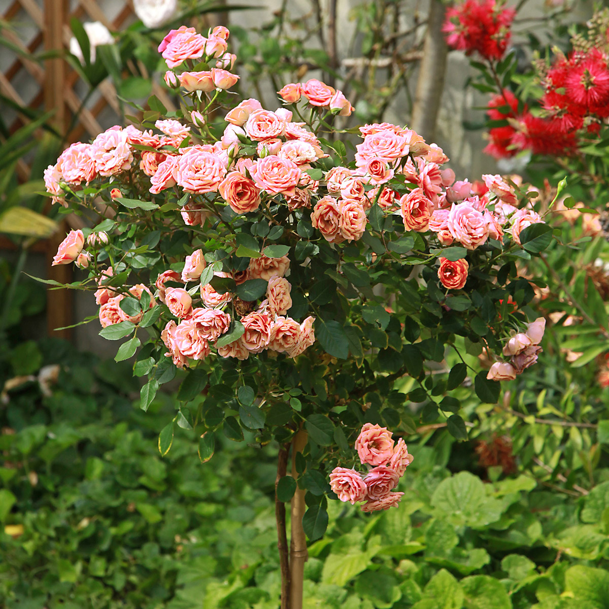 Enlarge Product Preview 4